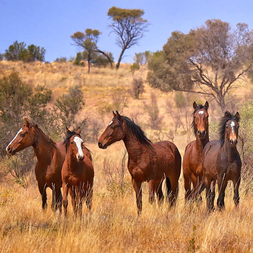 2027 Wild Horses: The Brumby - Square Wall Calendar