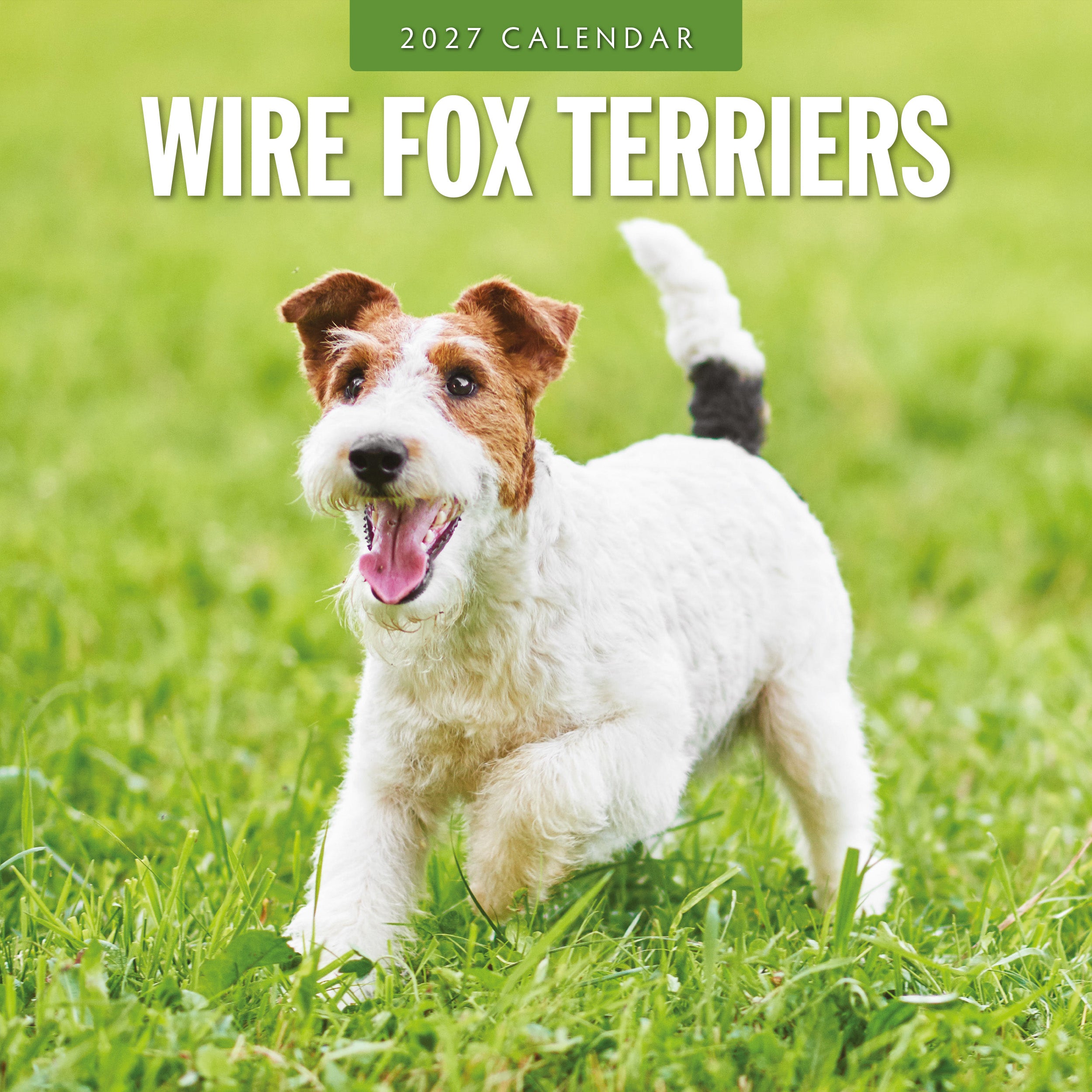 2027 Wire Fox Terriers - Square Wall Calendar