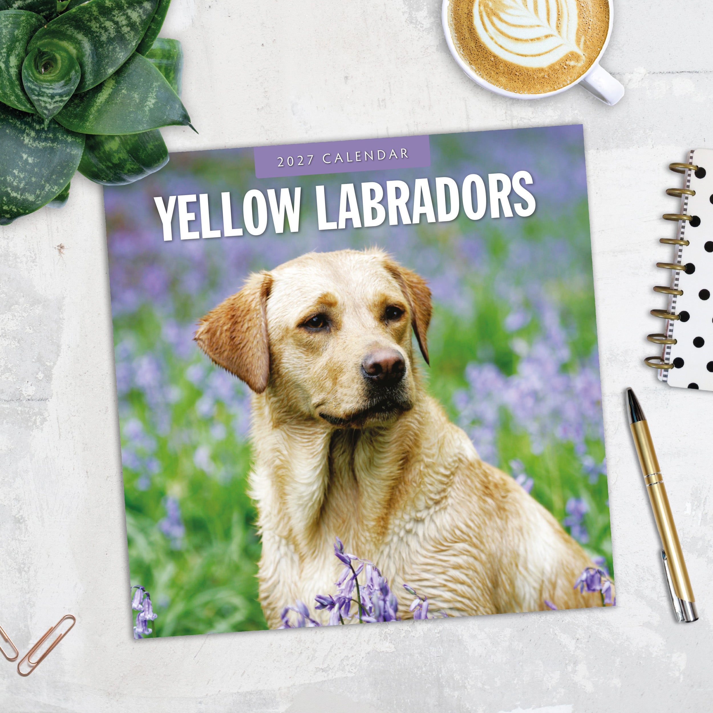 2027 Yellow Labrador - Square Wall Calendar