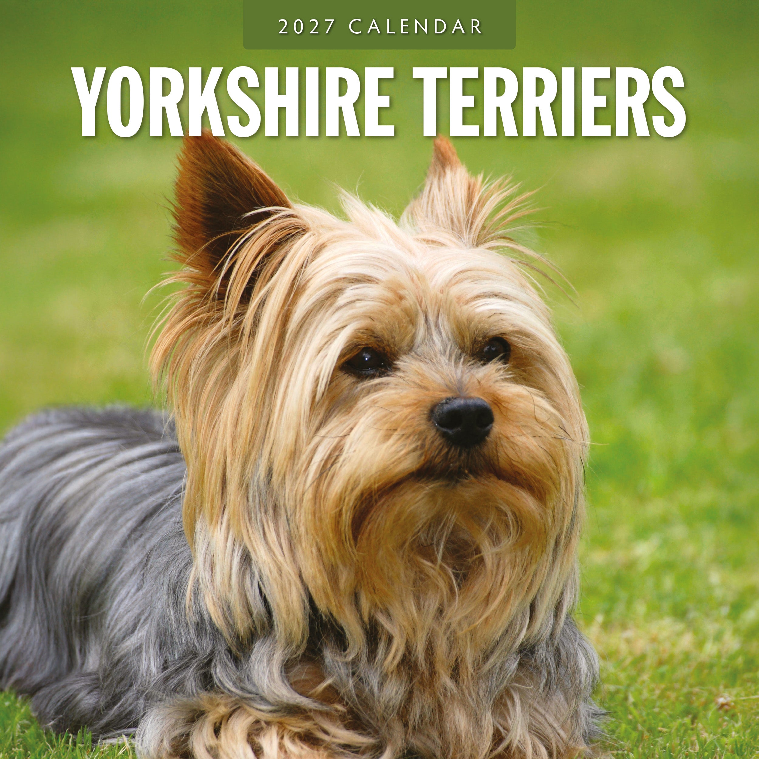 2027 Yorkshire Terriers - Square Wall Calendar