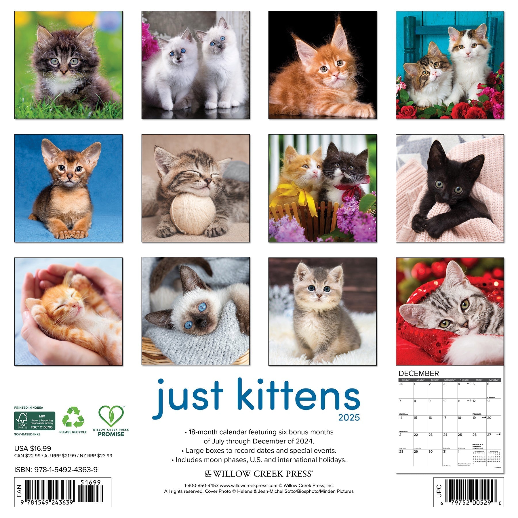 2025 Kittens - Square Wall Calendar (US Only)