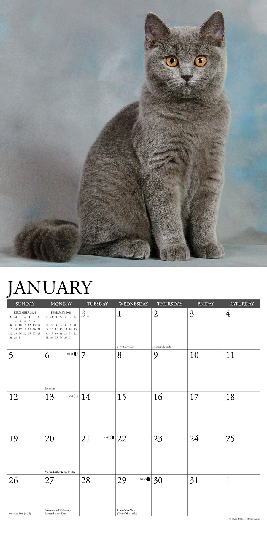 2025 British Shorthair Cats - Square Wall Calendar (US Only)