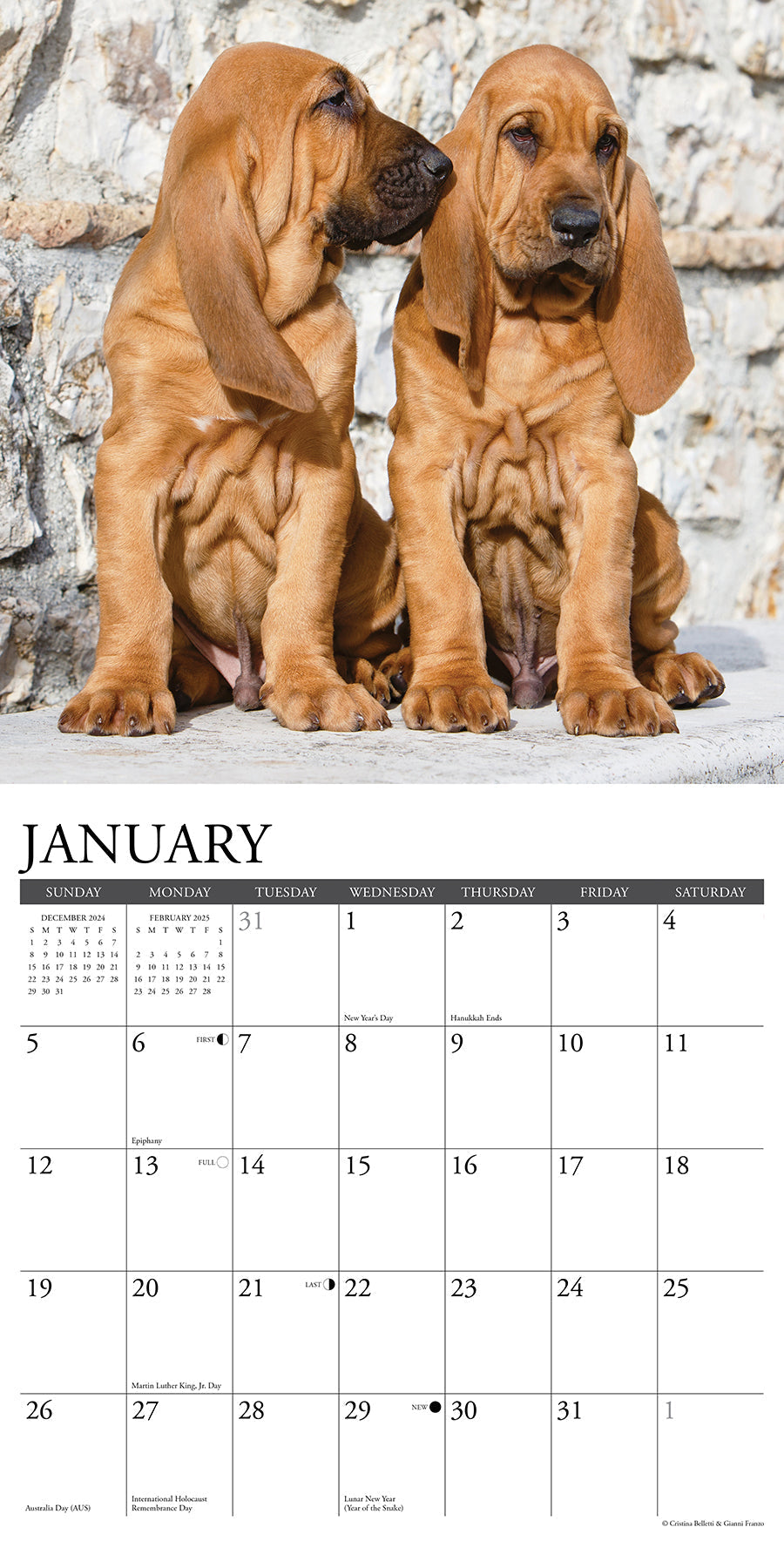 2025 Bloodhounds - Square Wall Calendar (US Only)