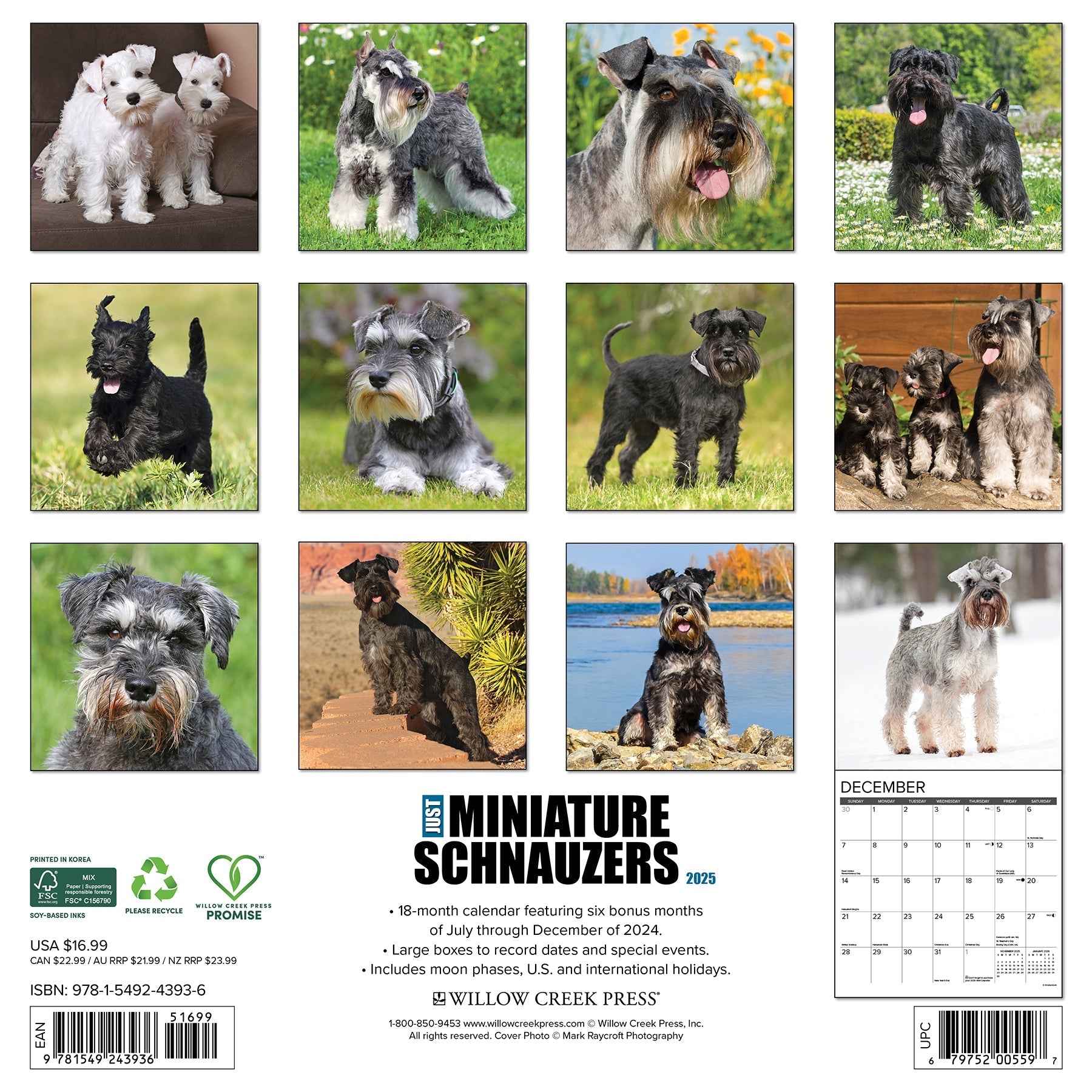 2025 Miniature Schnauzers - Square Wall Calendar (US Only)