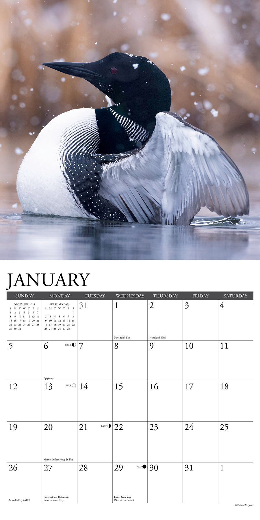 2025 Loons - Square Wall Calendar (US Only)