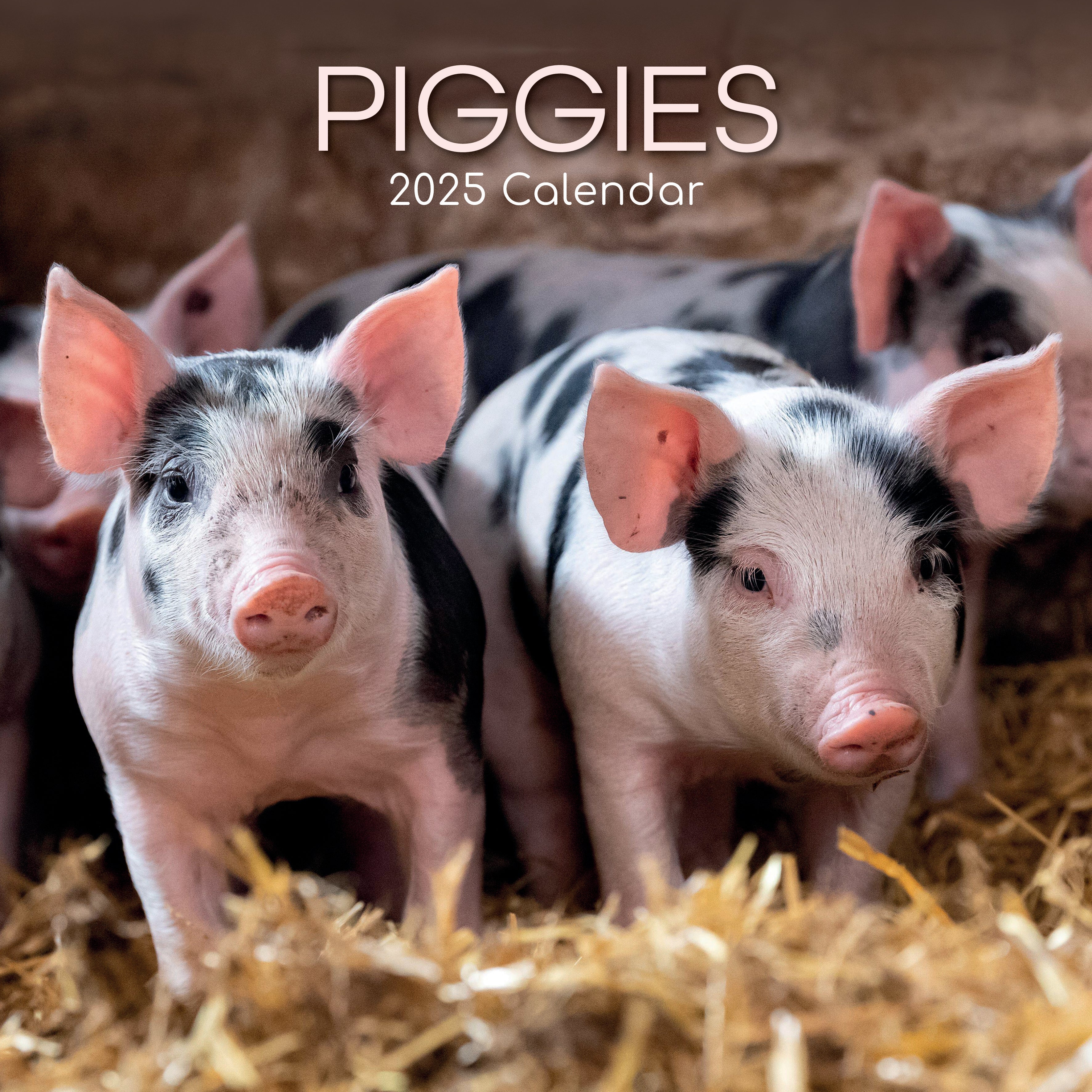 2025 Piggies - Square Wall Calendar