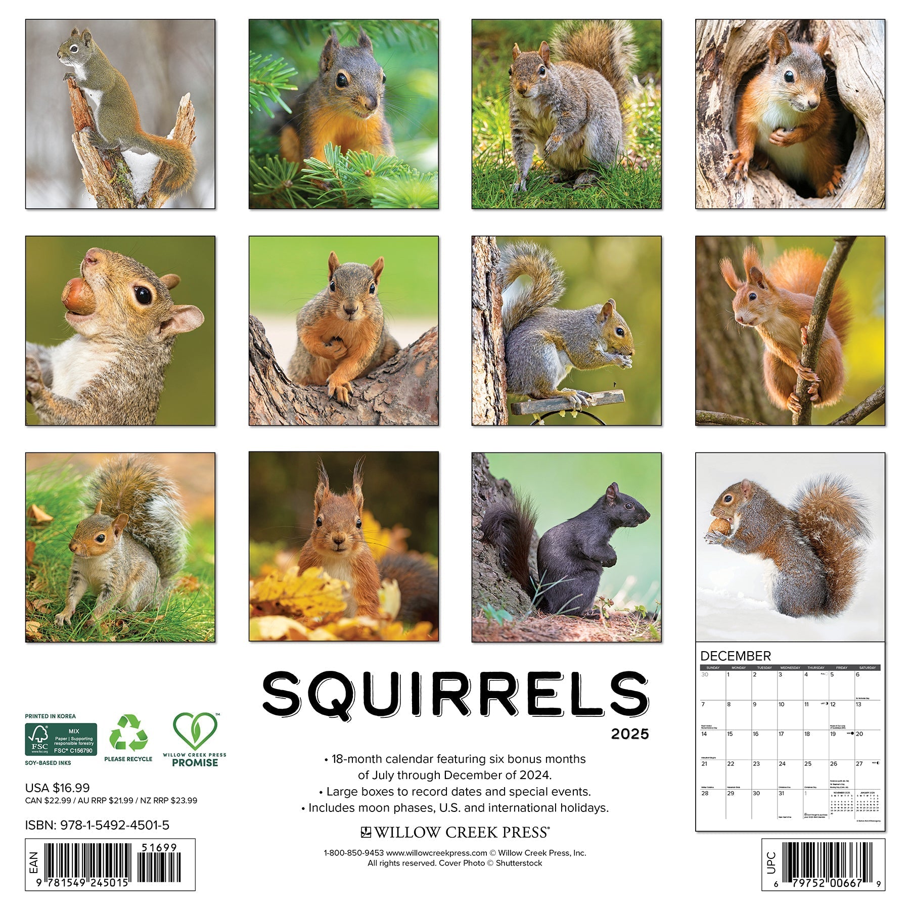 2025 Squirrels - Square Wall Calendar (US Only)