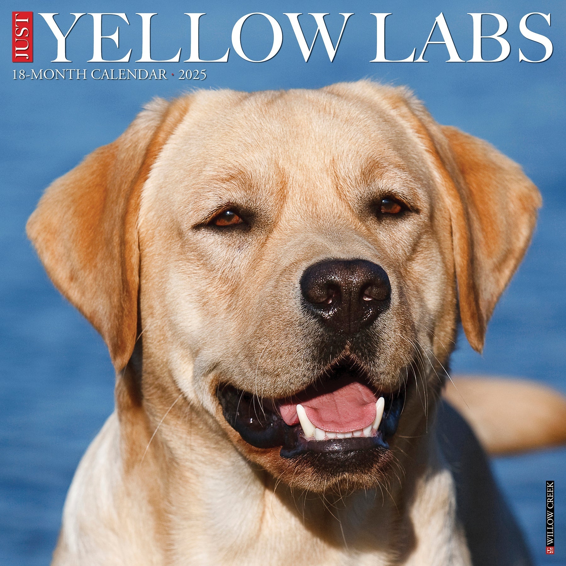 2025 Yellow Labs - Square Wall Calendar (US Only)