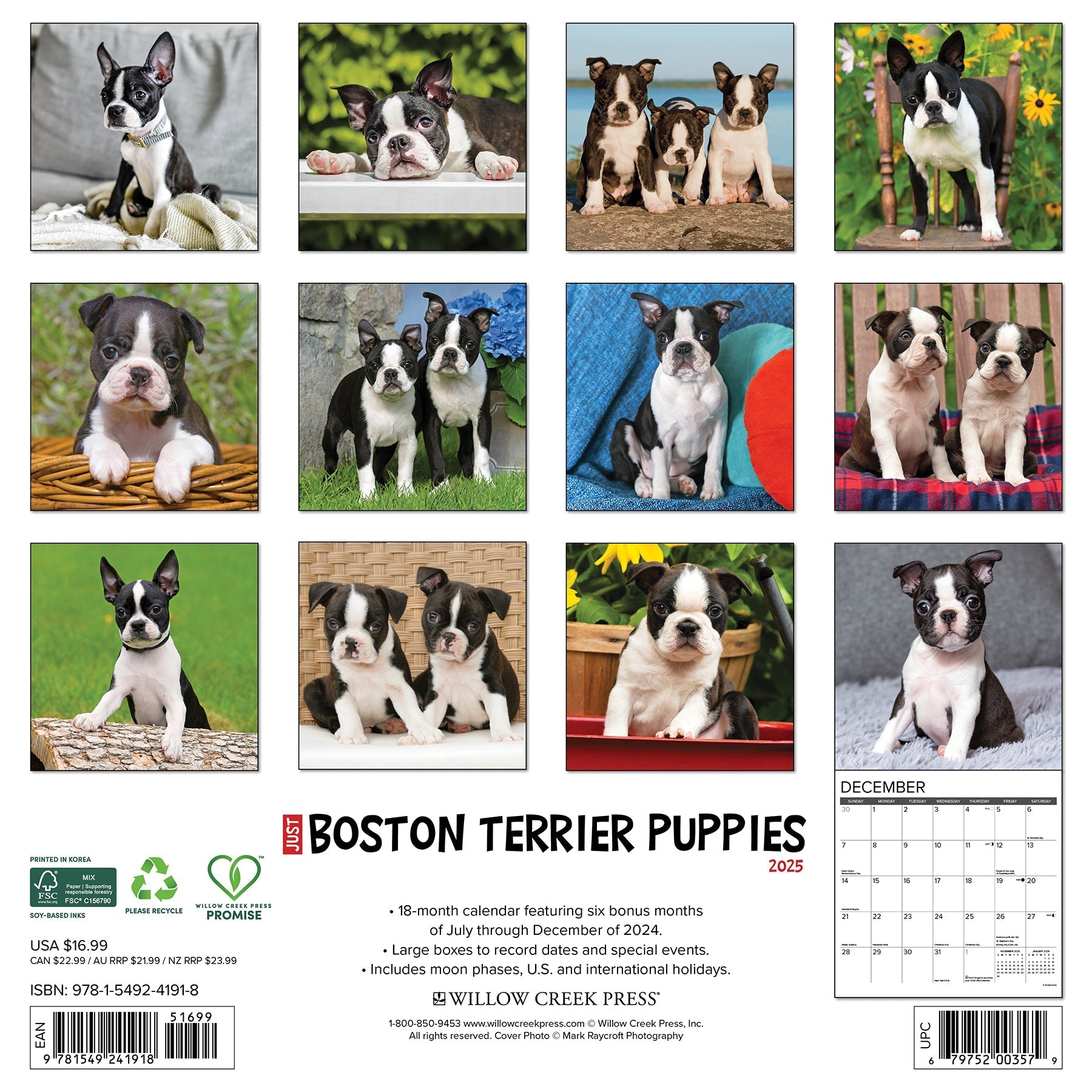 2025 Boston Terrier Puppies - Square Wall Calendar (US Only)