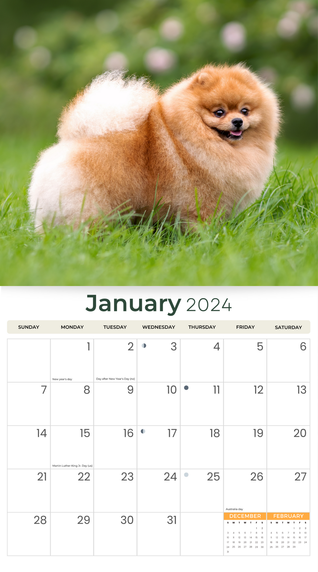 2024 Pomeranians Deluxe Wall Calendar Dogs & Puppies Calendars By