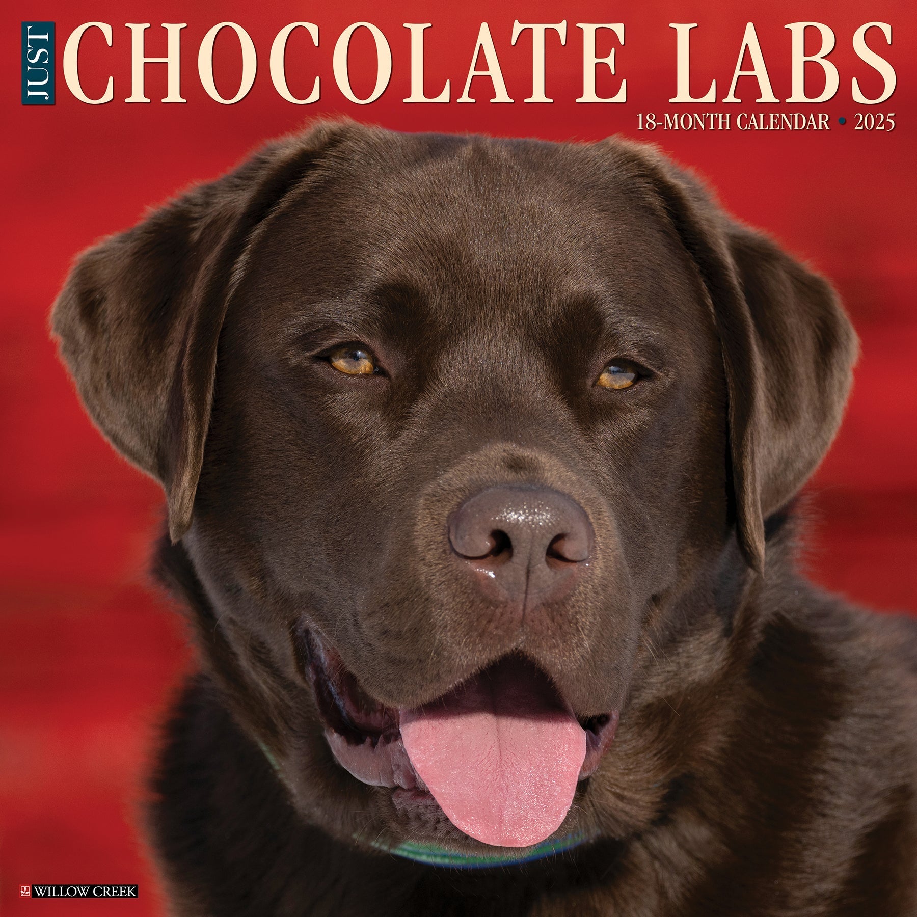 2025 Chocolate Labs - Square Wall Calendar (US Only)