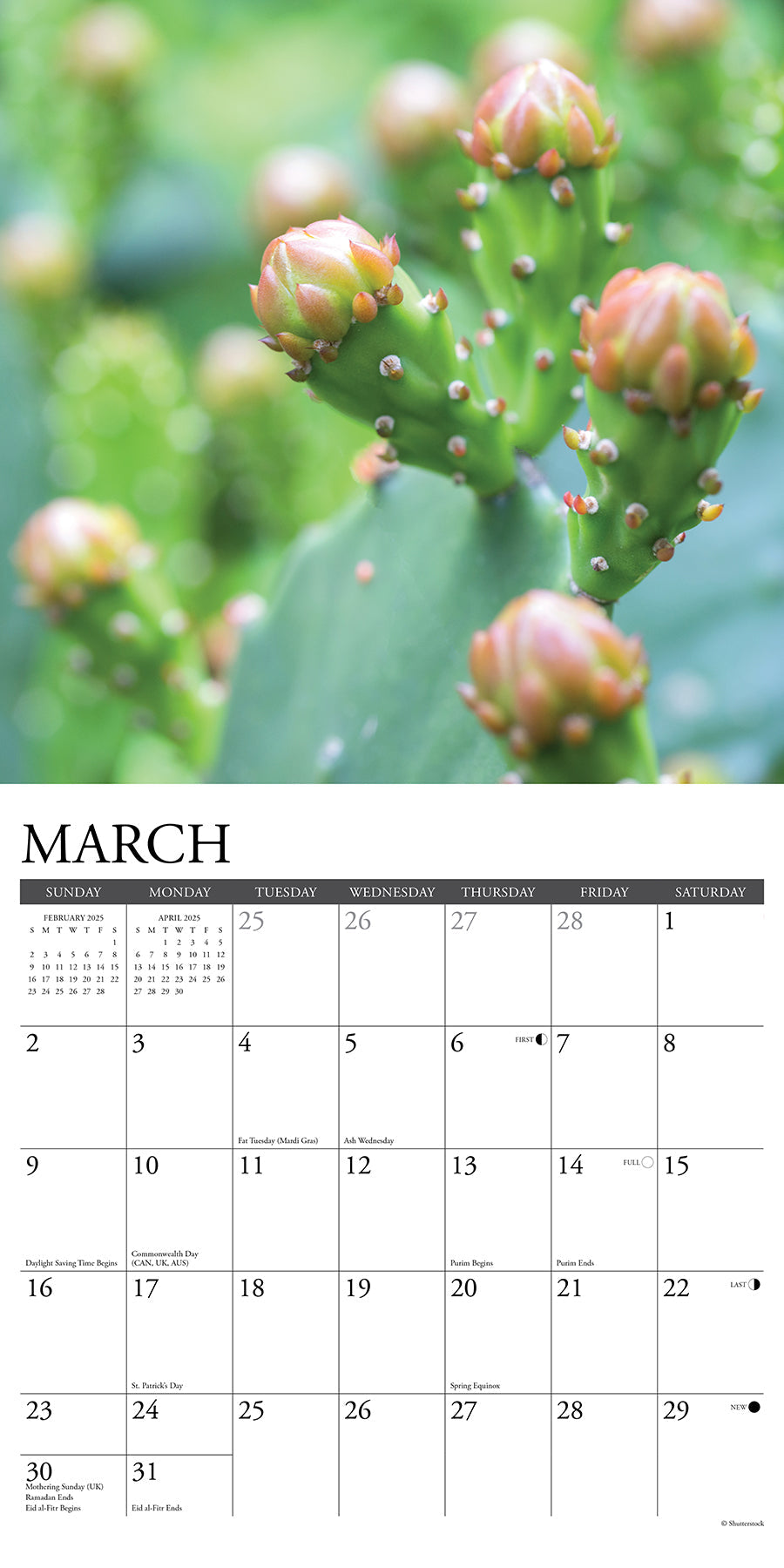2025 Cactus - Square Wall Calendar (US Only)