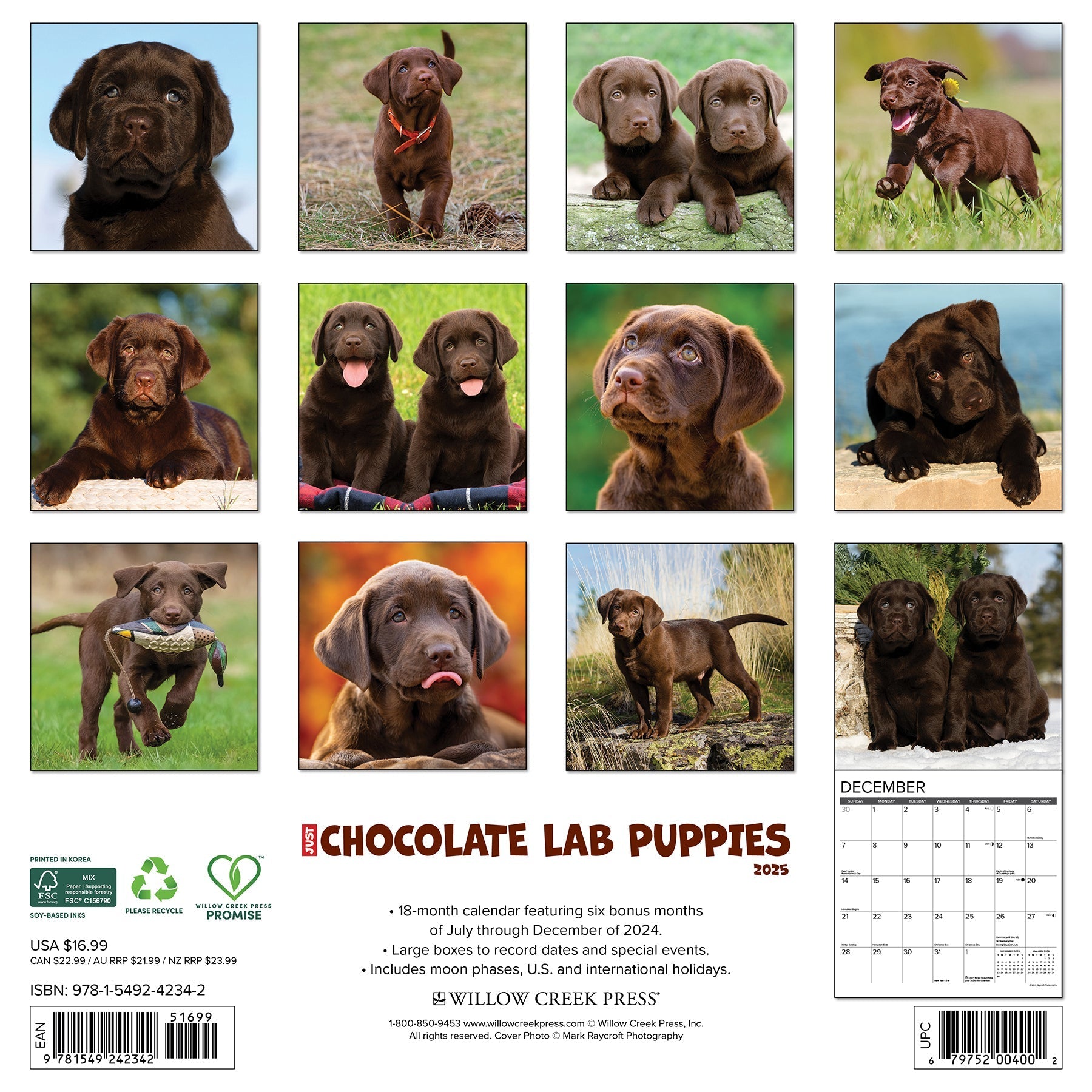 2025 Chocolate Lab Puppies - Square Wall Calendar (US Only)