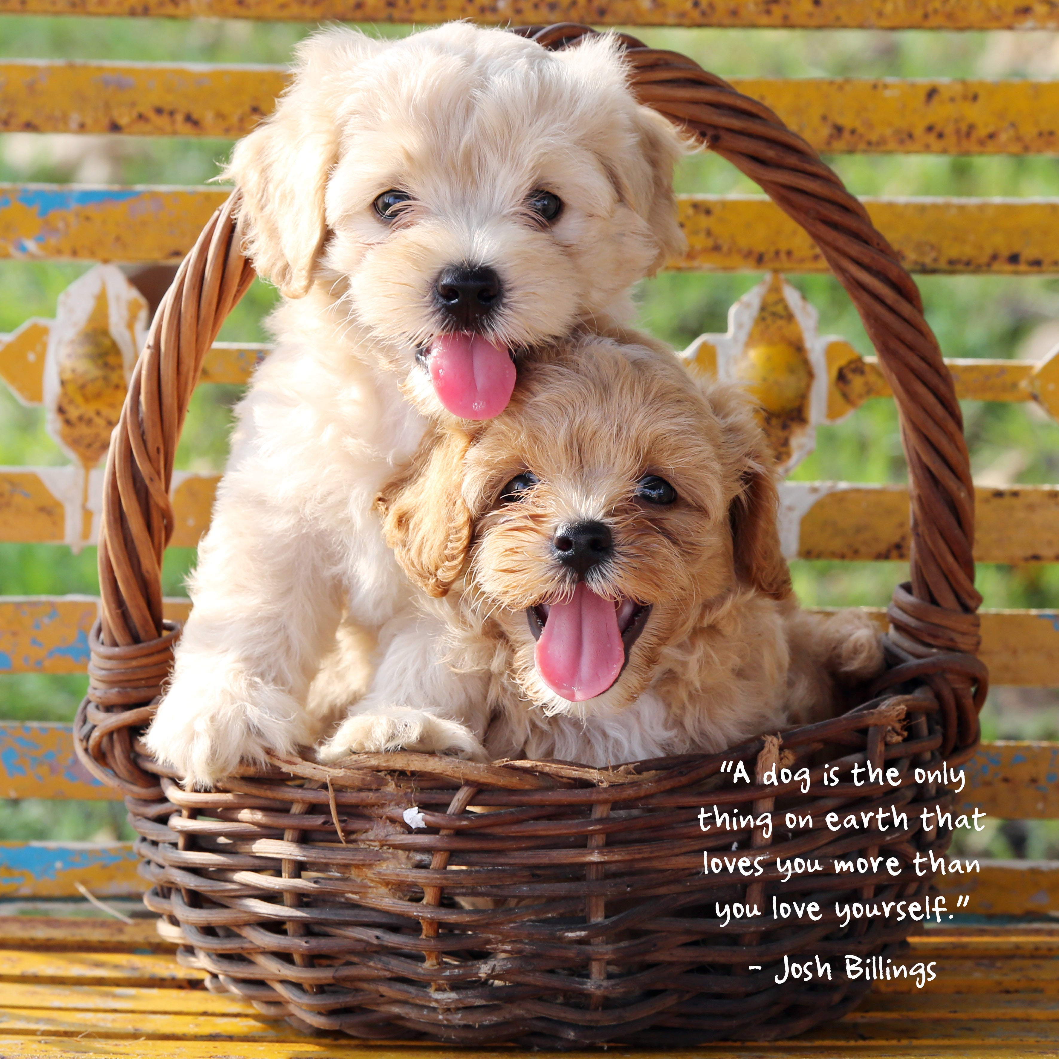 2025 Puppies - Square Wall Calendar