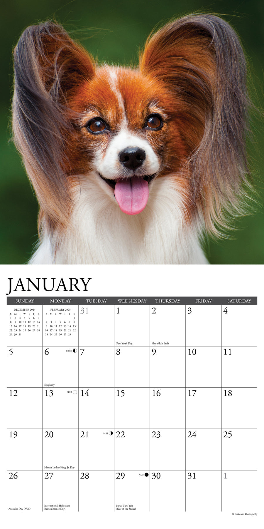 2025 Papillons - Square Wall Calendar (US Only)