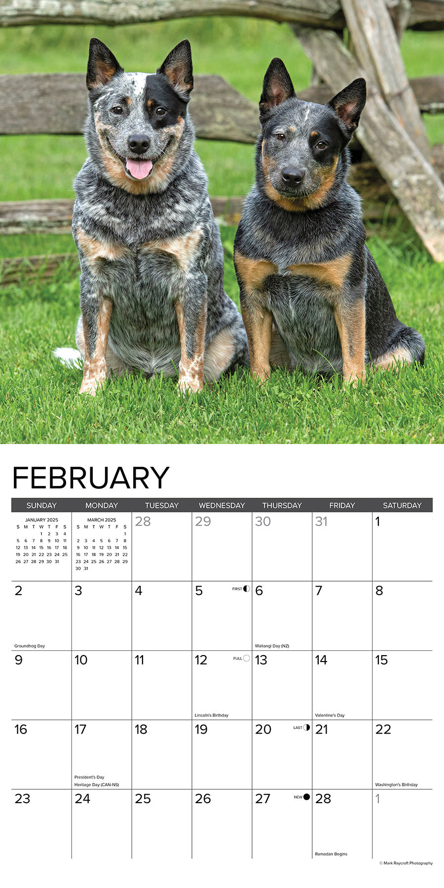 2025 Blue Heelers - Square Wall Calendar (US Only)