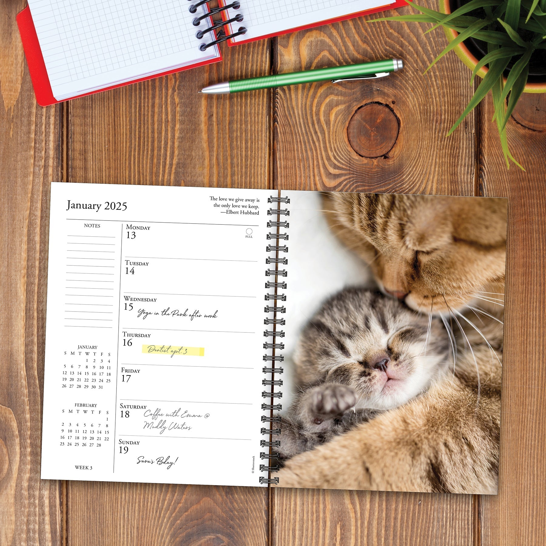 2025 What Cats Teach Us - Weekly Diary/Planner (US Only)