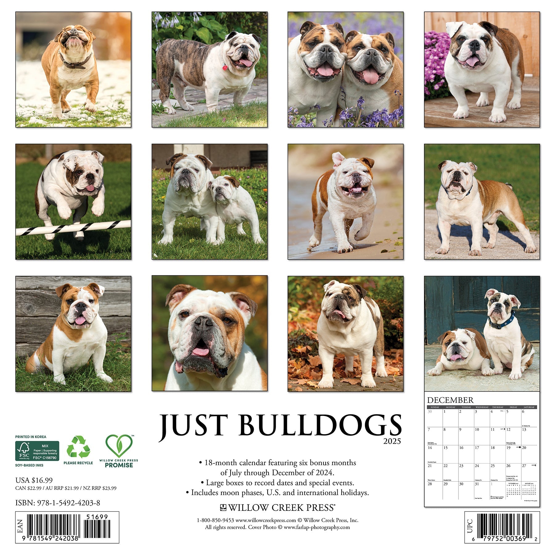 2025 Bulldogs - Square Wall Calendar (US Only)