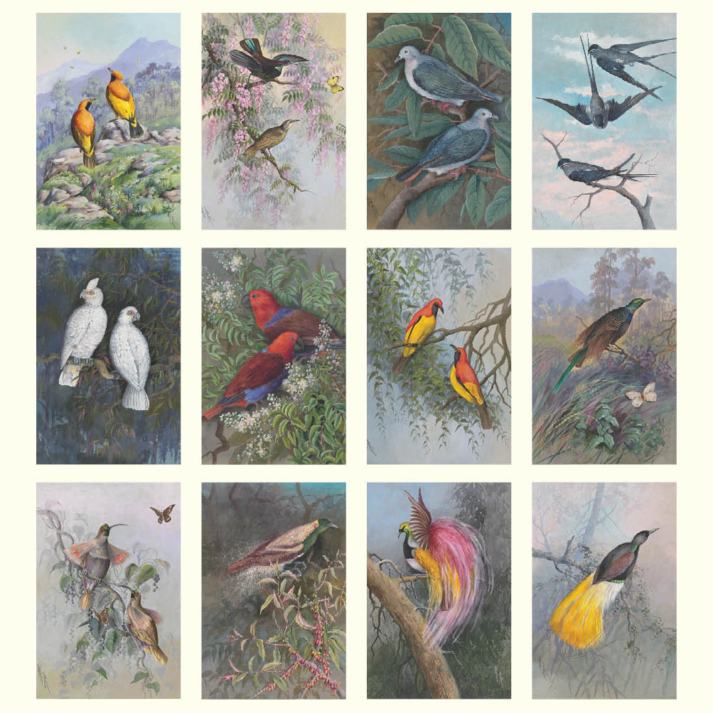 2024 Ellis Rowan Birds - Deluxe Wall Calendar