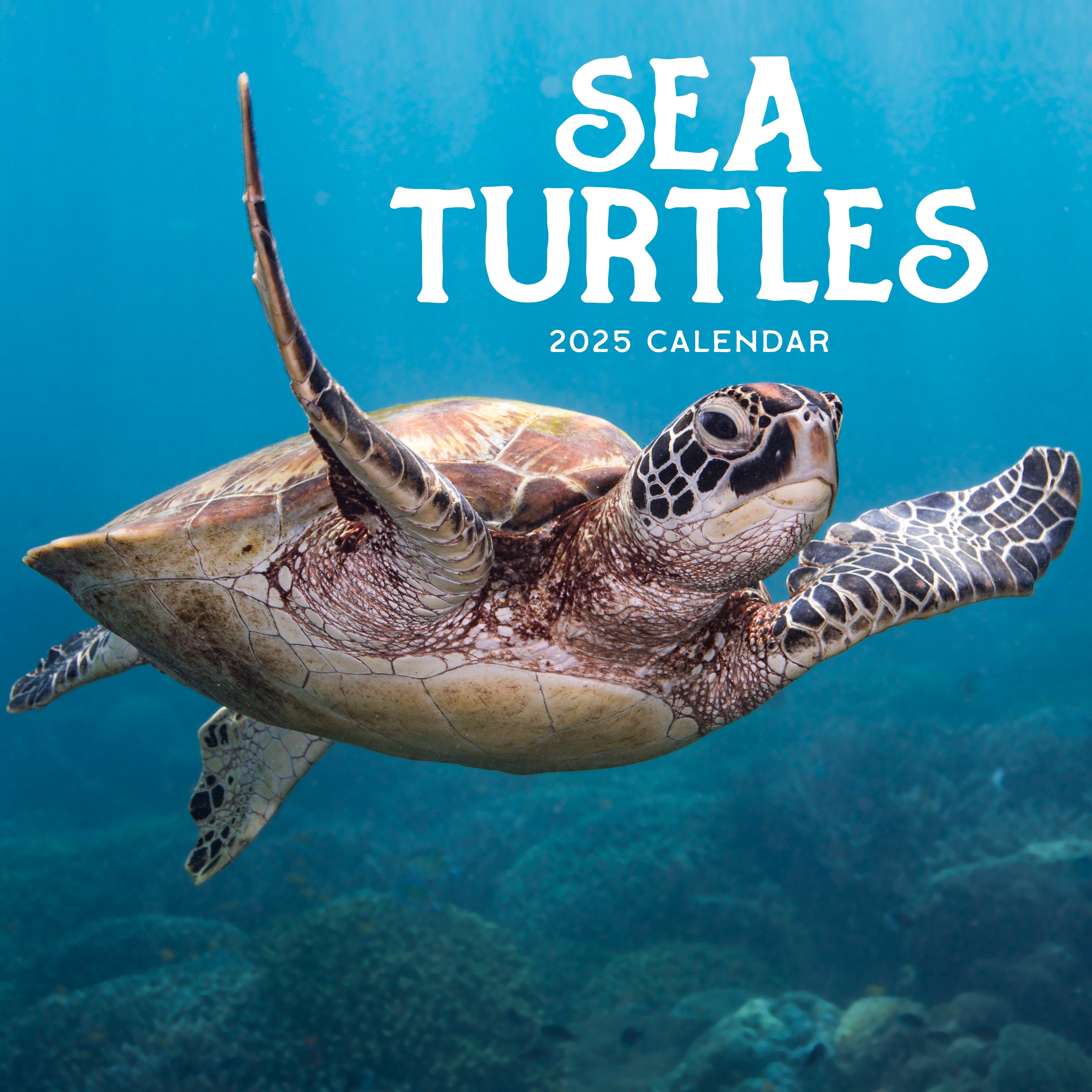 2025 Sea Turtles - Square Wall Calendar