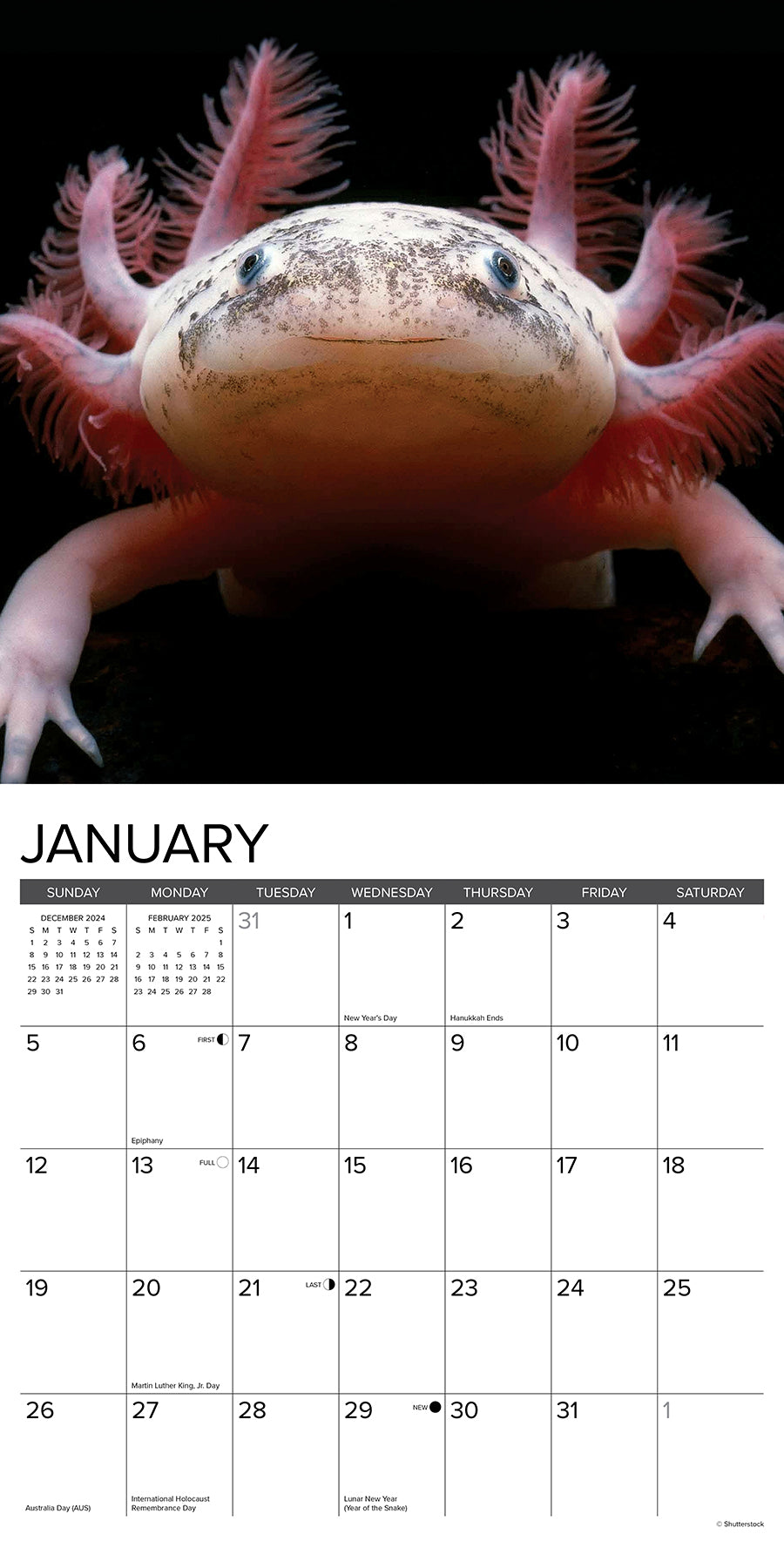 2025 Axolotls - Square Wall Calendar (US Only)