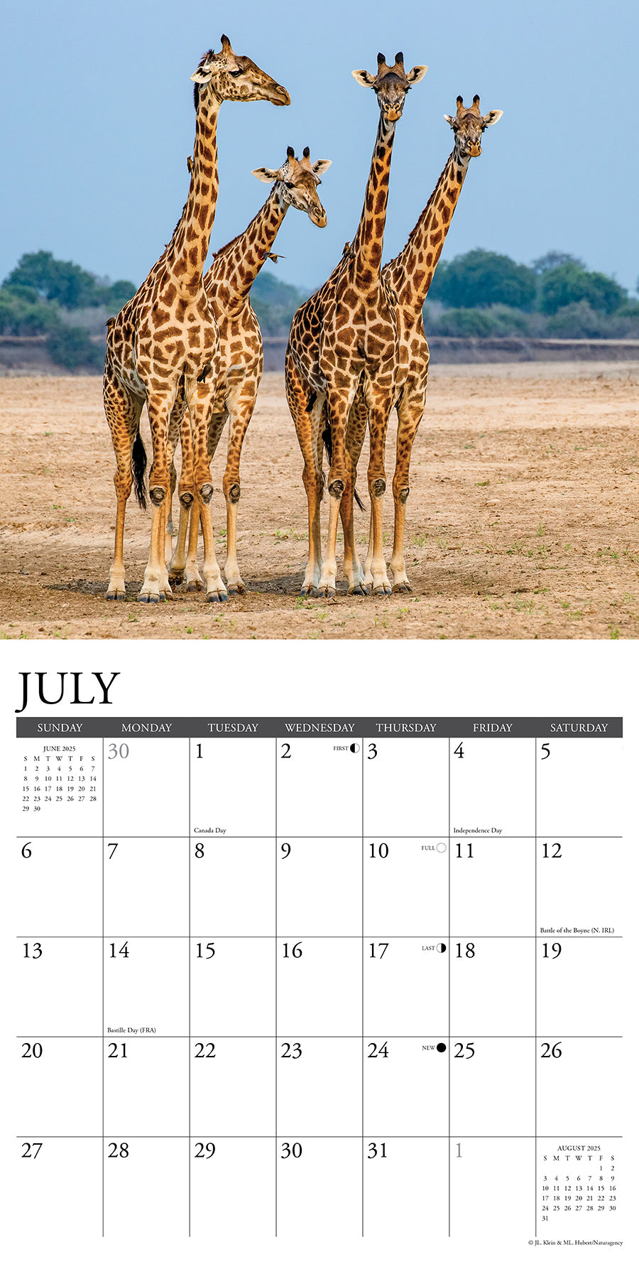 2025 Giraffes - Square Wall Calendar (US Only)