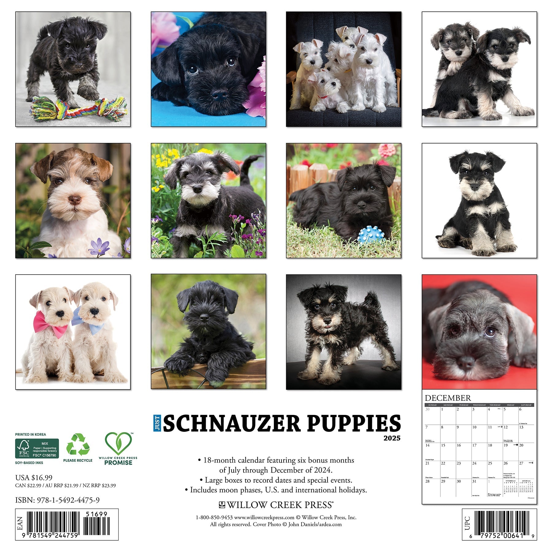 2025 Schnauzer Puppies - Square Wall Calendar (US Only)