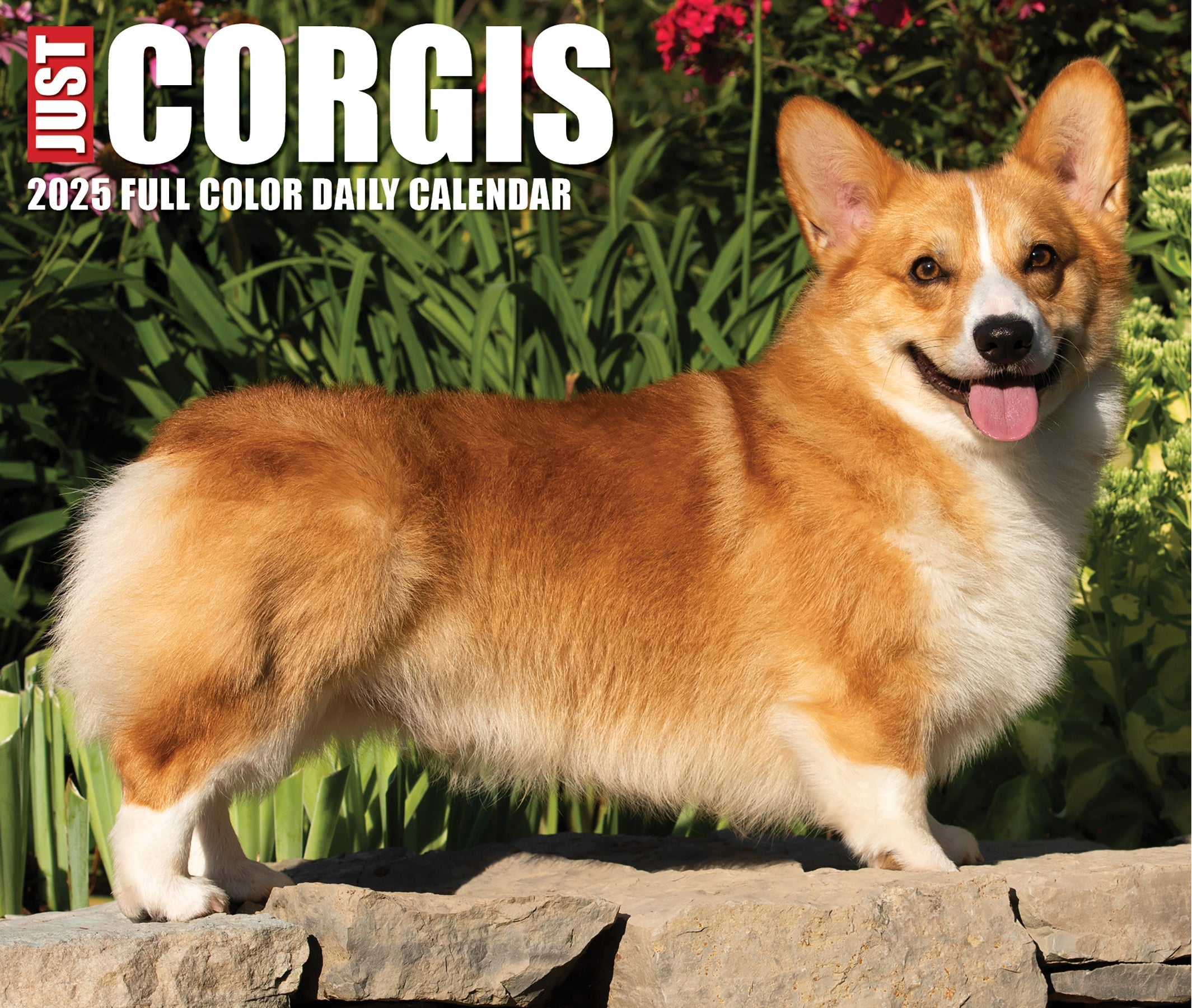 2025 Corgis - Daily Boxed Page-A-Day Calendar (US Only)