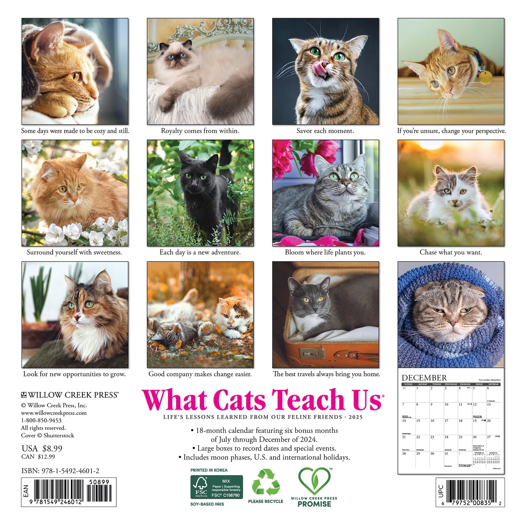 2025 What Cats Teach Us - Mini Wall Calendar (US Only)