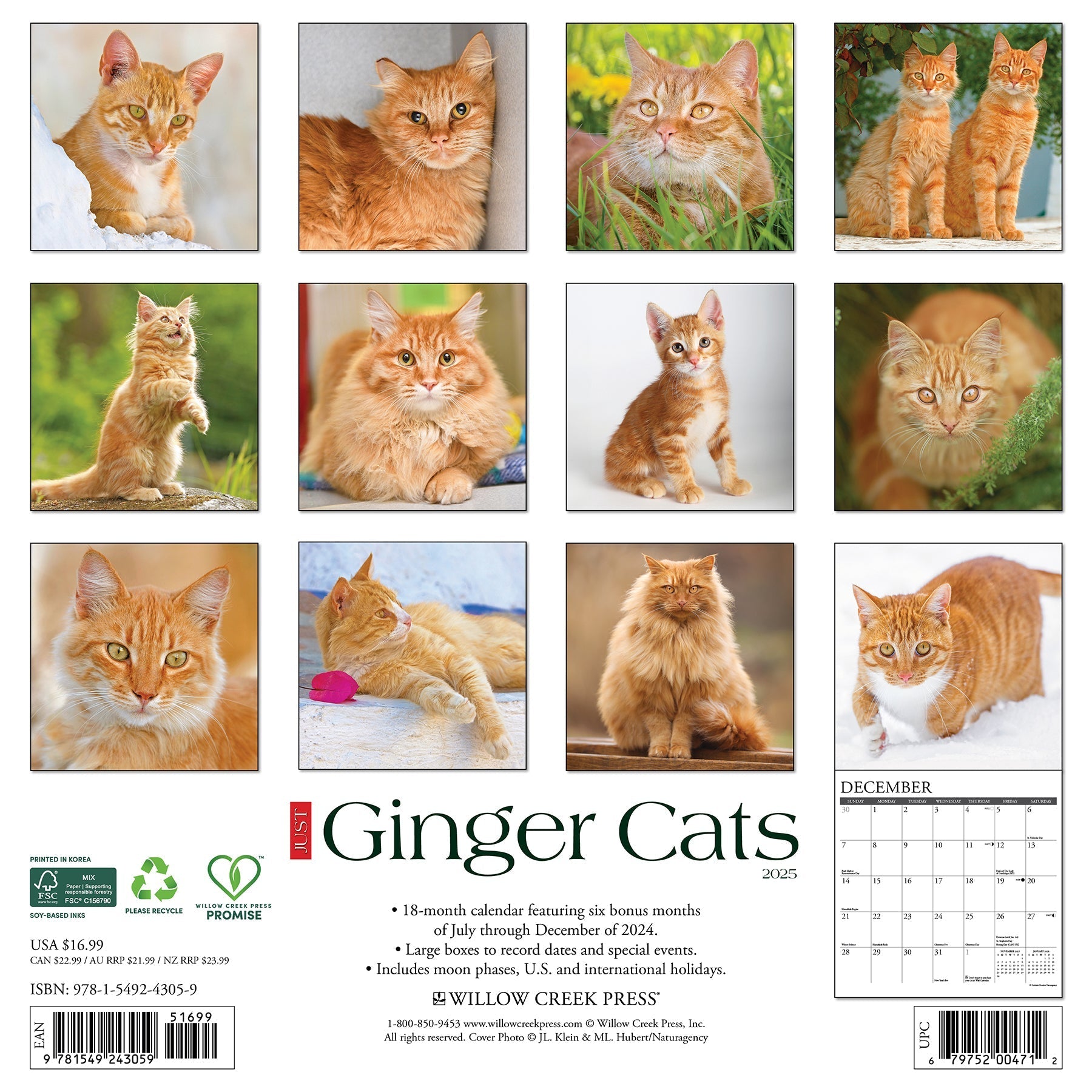 2025 Ginger Cats - Square Wall Calendar (US Only)