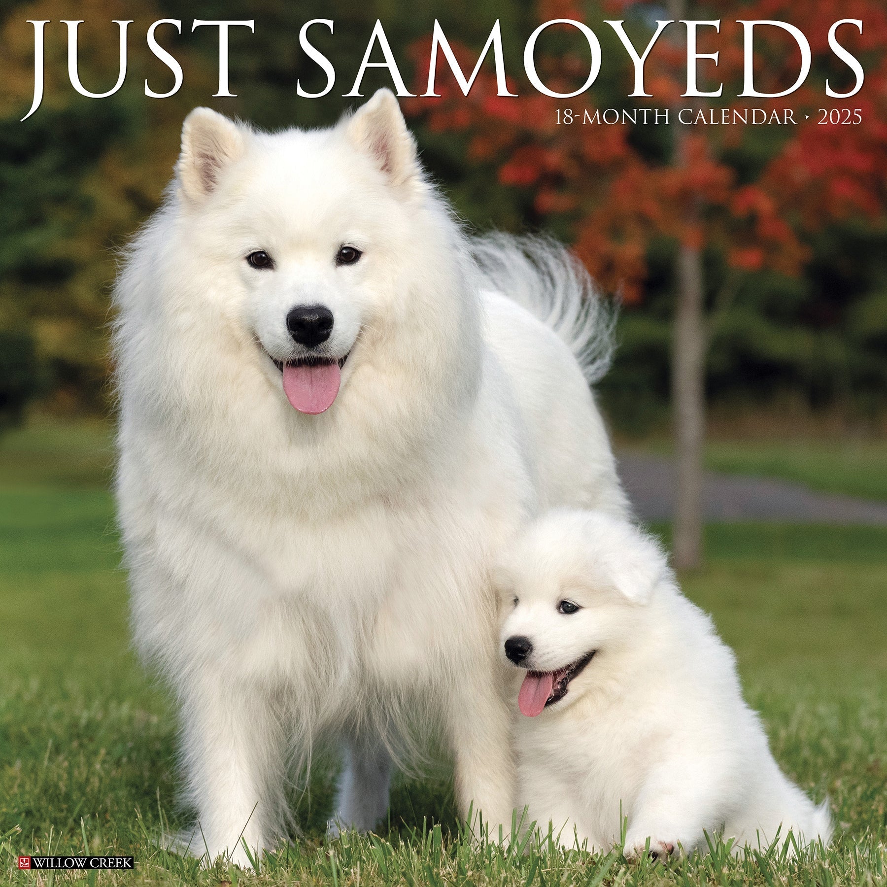 2025 Samoyeds - Square Wall Calendar (US Only)