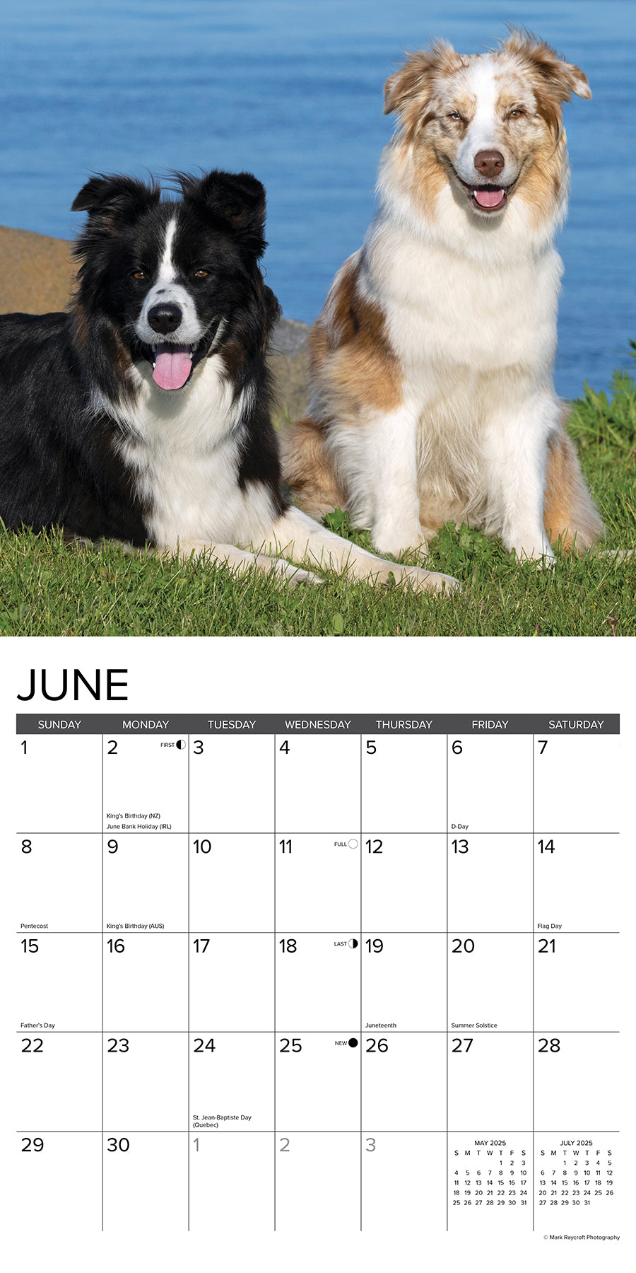 2025 Australian Shepherds - Square Wall Calendar (US Only)