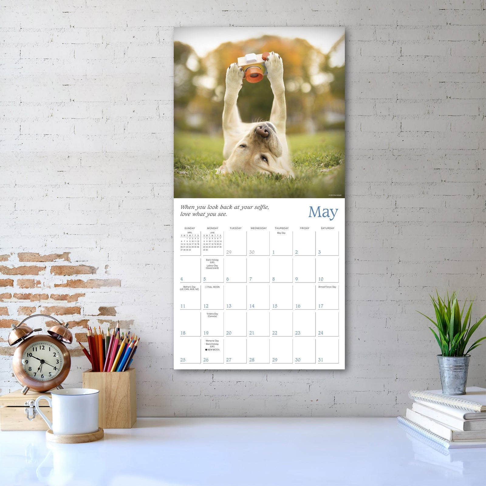 2025 Dogma: A Dog's Guide to Life - Square Wall Calendar