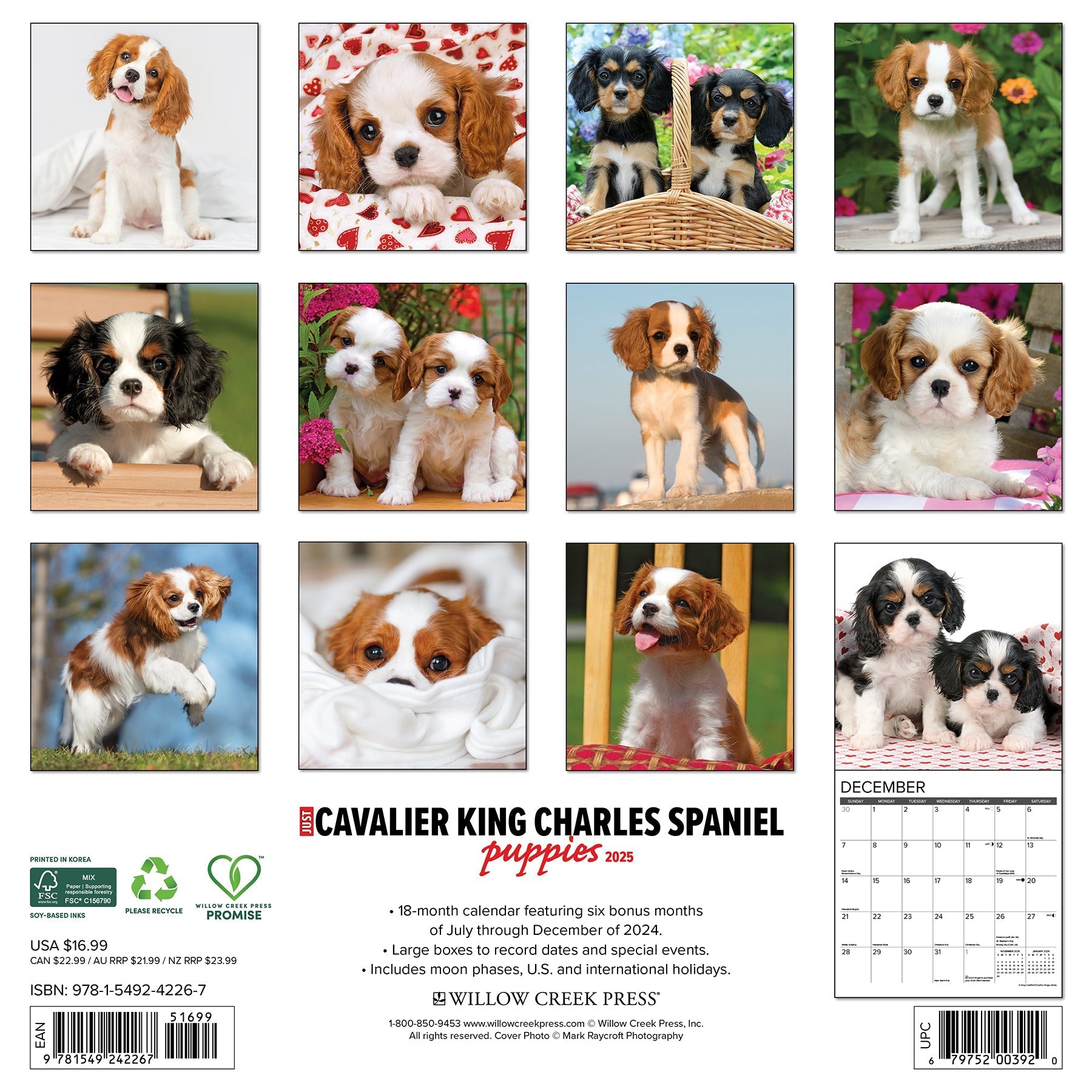 2025 Cavalier King Charles Spaniel Puppies - Square Wall Calendar (US Only)