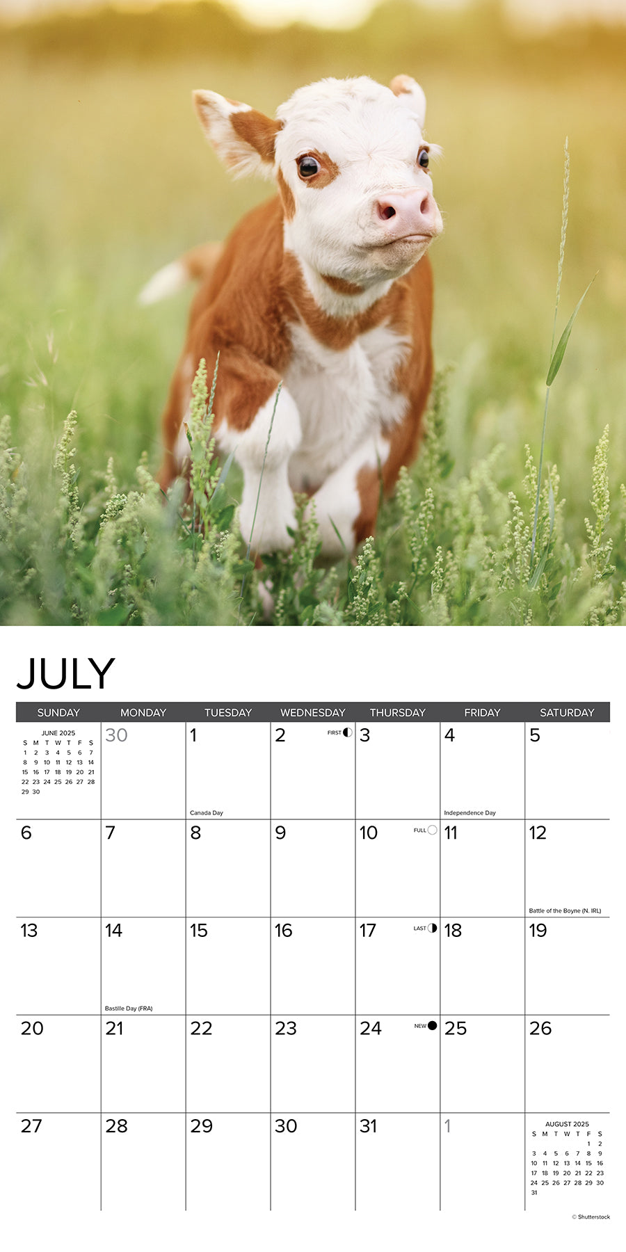 2025 Cows - Square Wall Calendar (US Only)