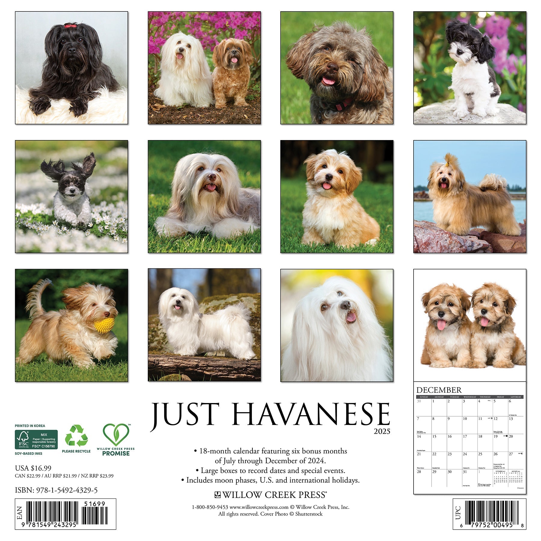 2025 Havanese - Square Wall Calendar (US Only)