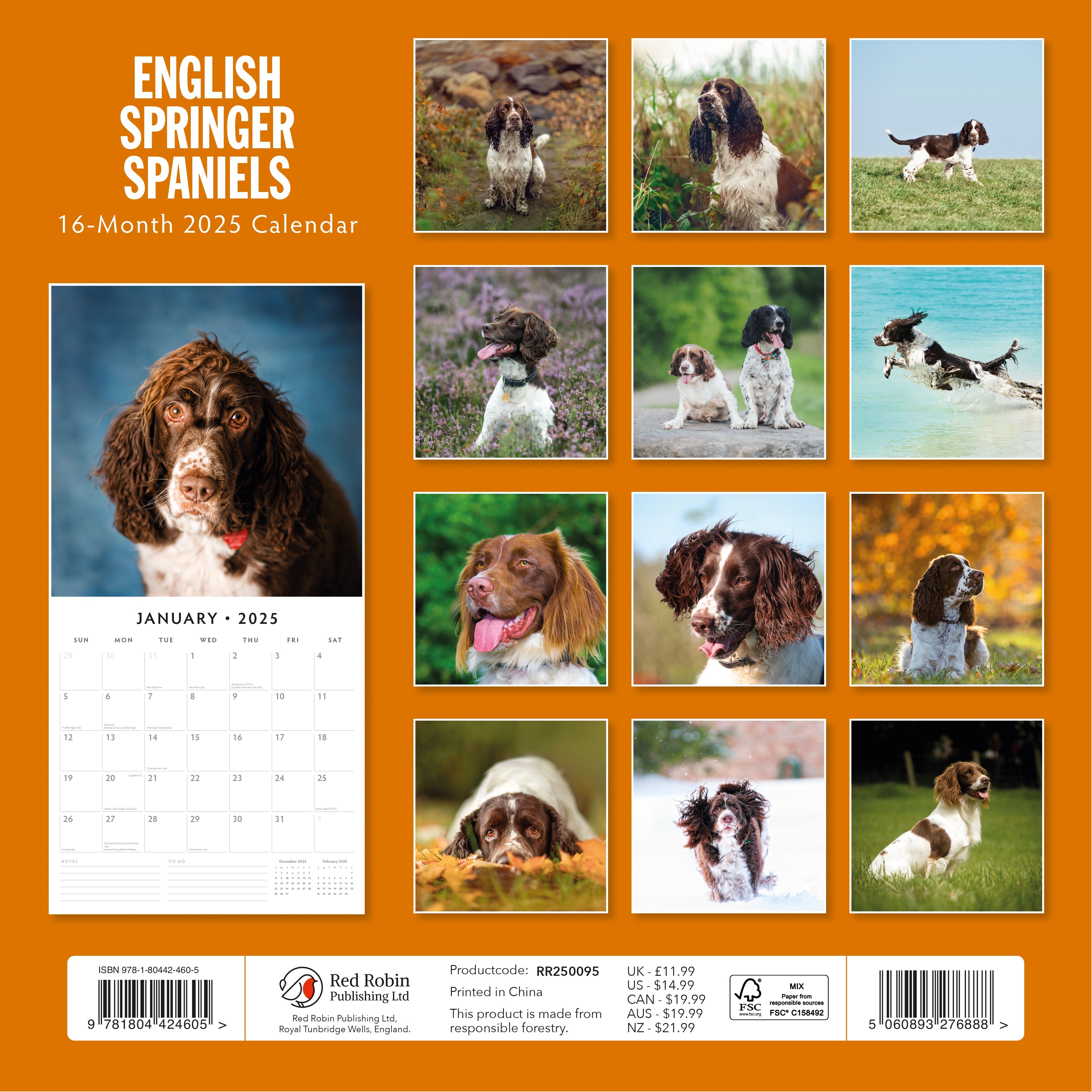 2025 English Springer Spaniels - Square Wall Calendar