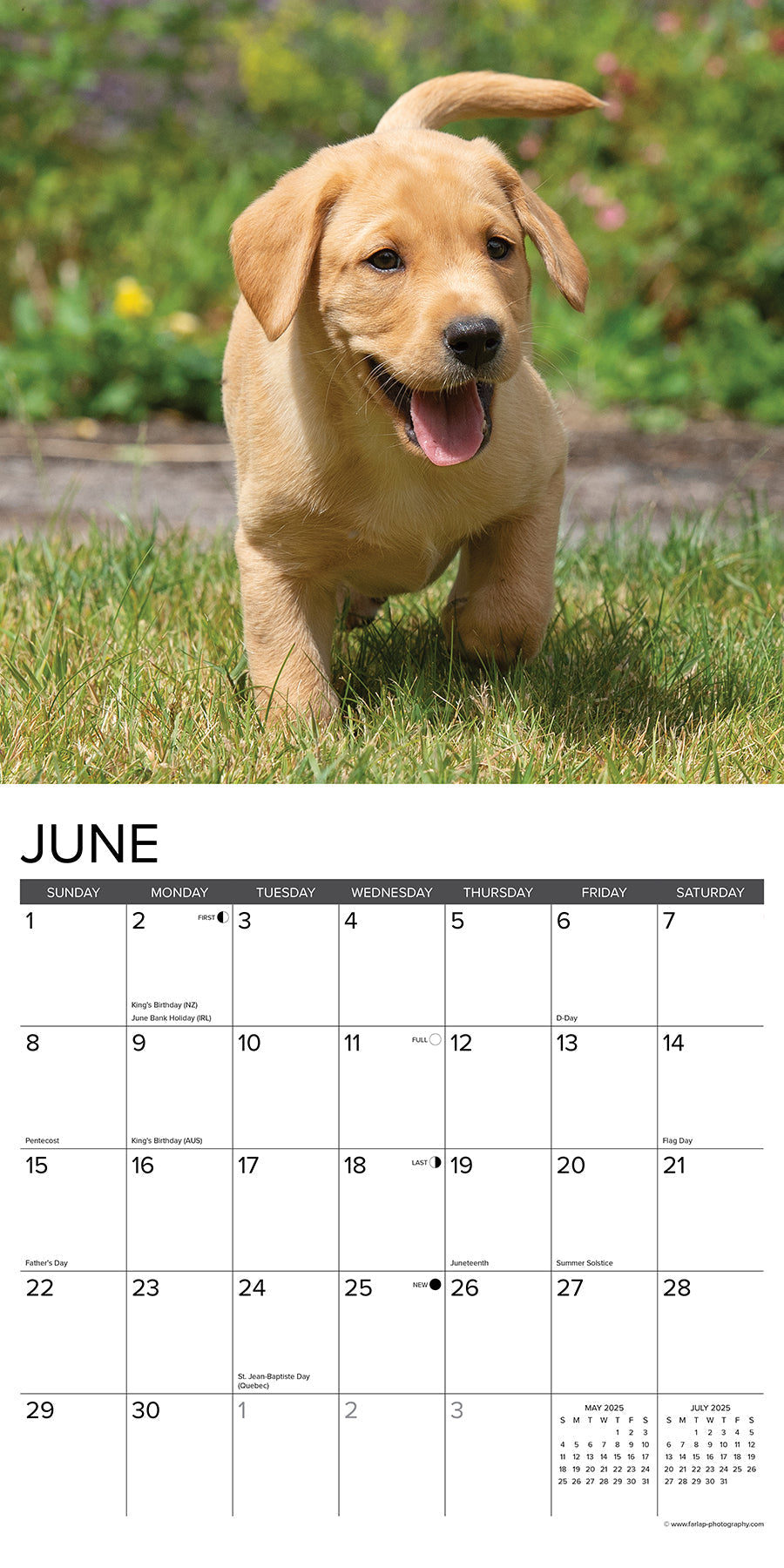 2025 Yellow Lab Puppies - Square Wall Calendar (US Only)