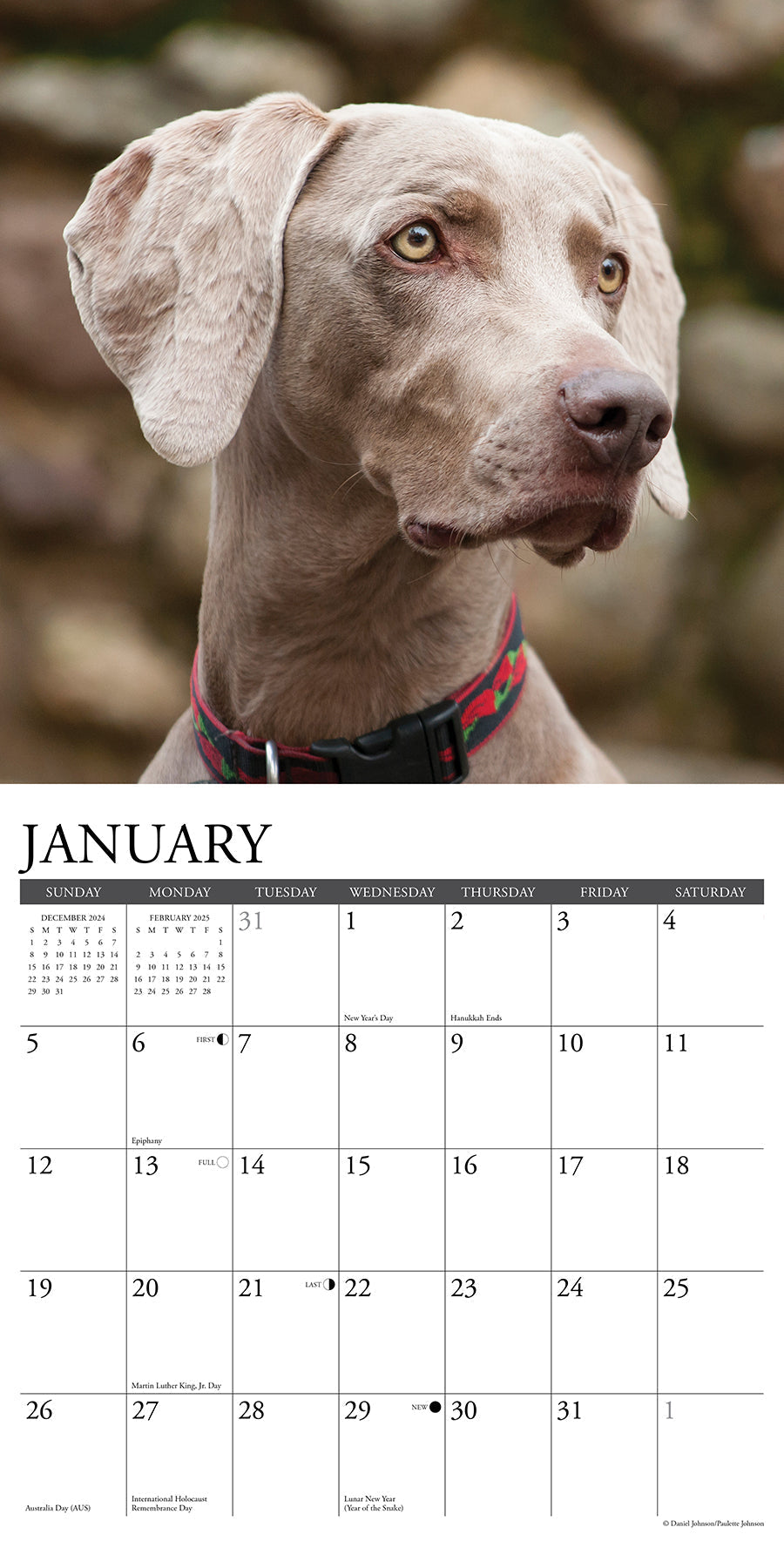 2025 Weimaraners - Square Wall Calendar (US Only)