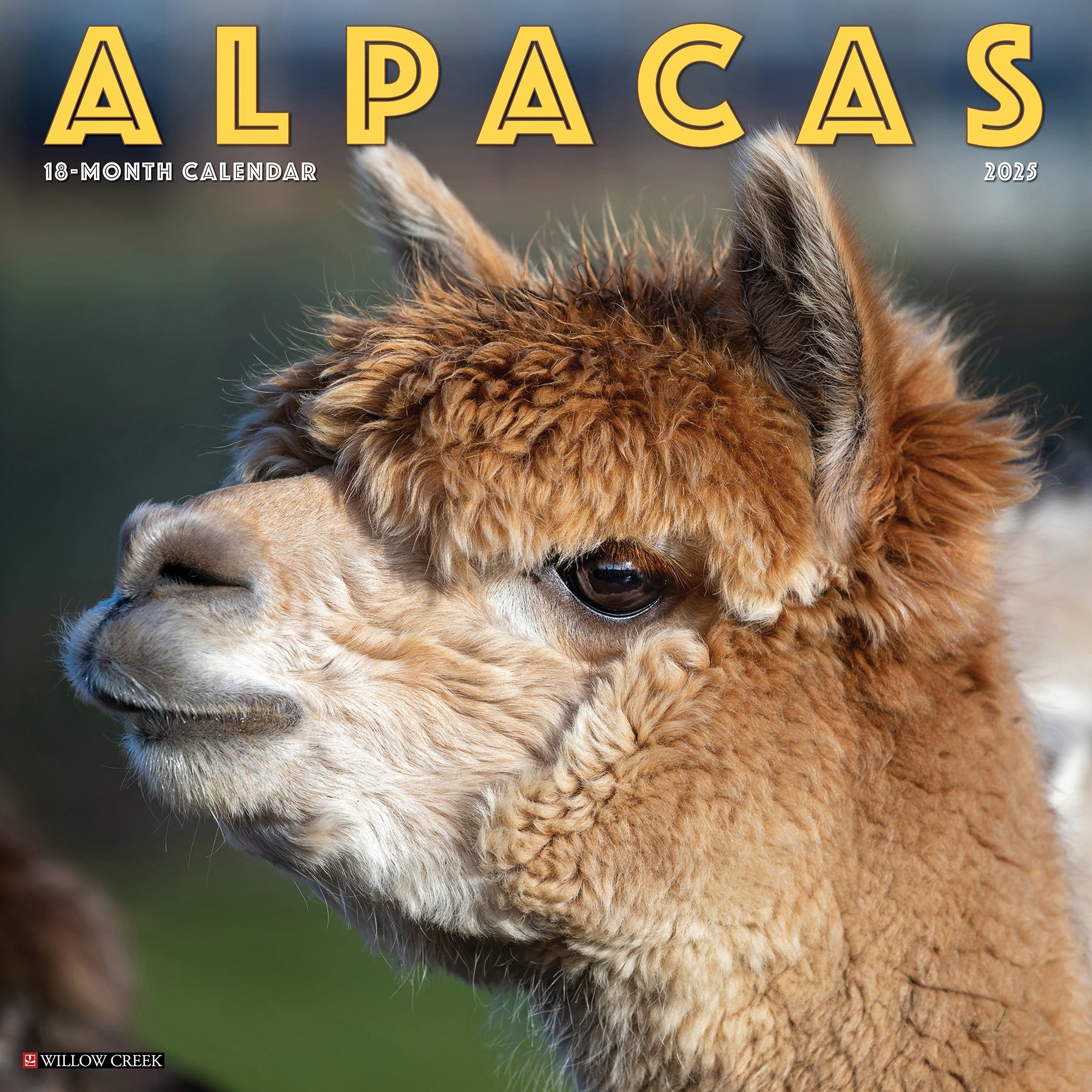 2025 Alpacas - Square Wall Calendar (US Only)