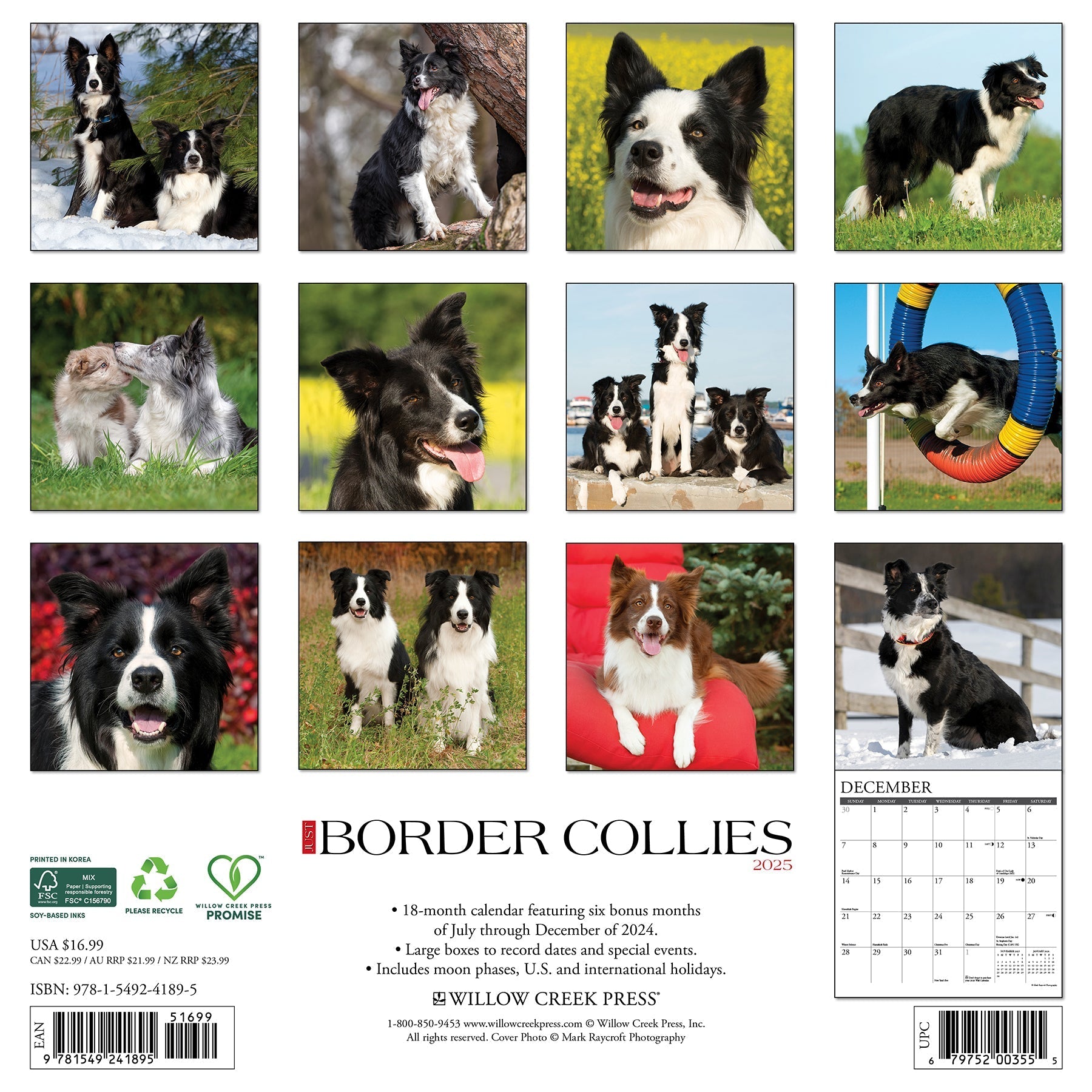 2025 Border Collies - Square Wall Calendar (US Only)