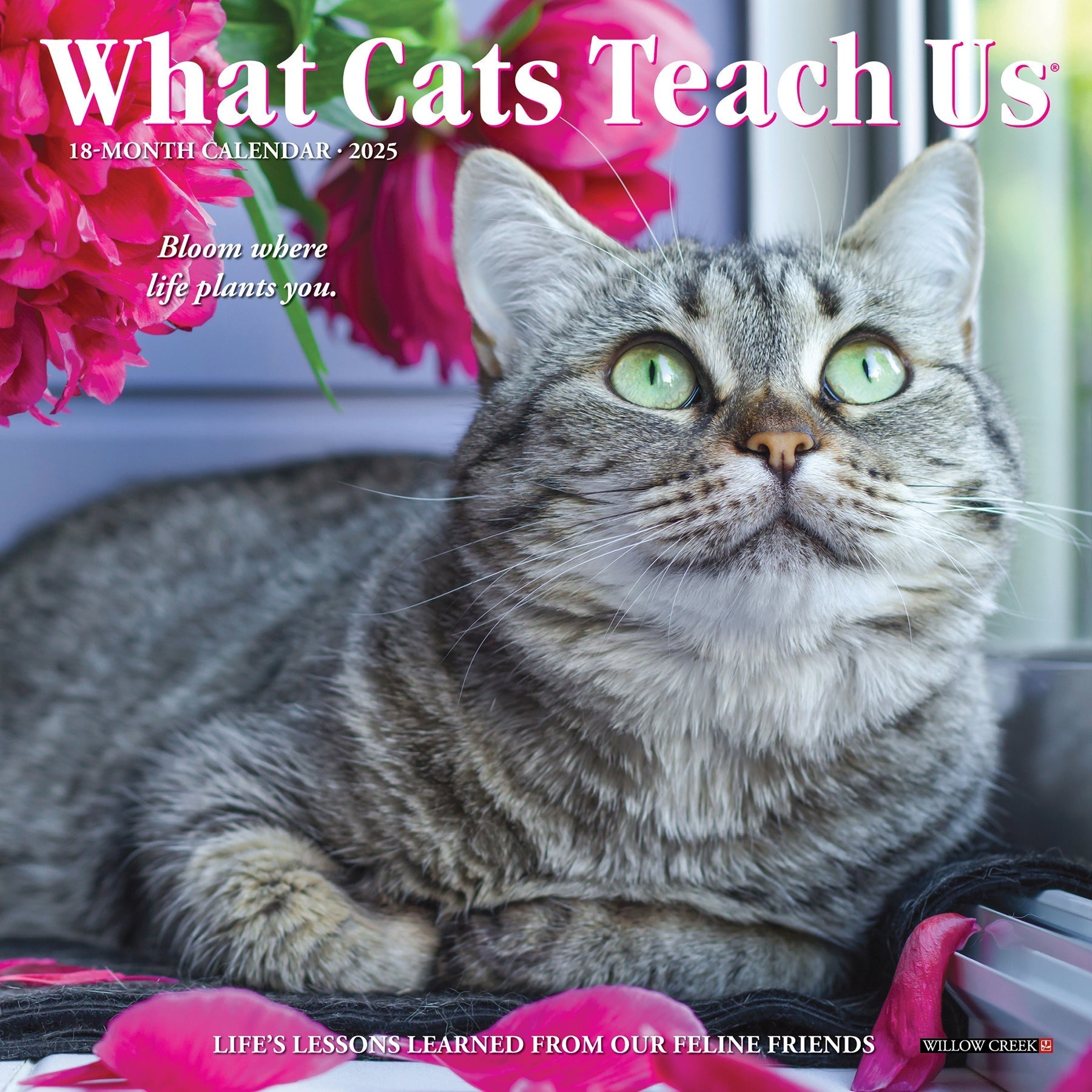 2025 What Cats Teach Us - Mini Wall Calendar (US Only)