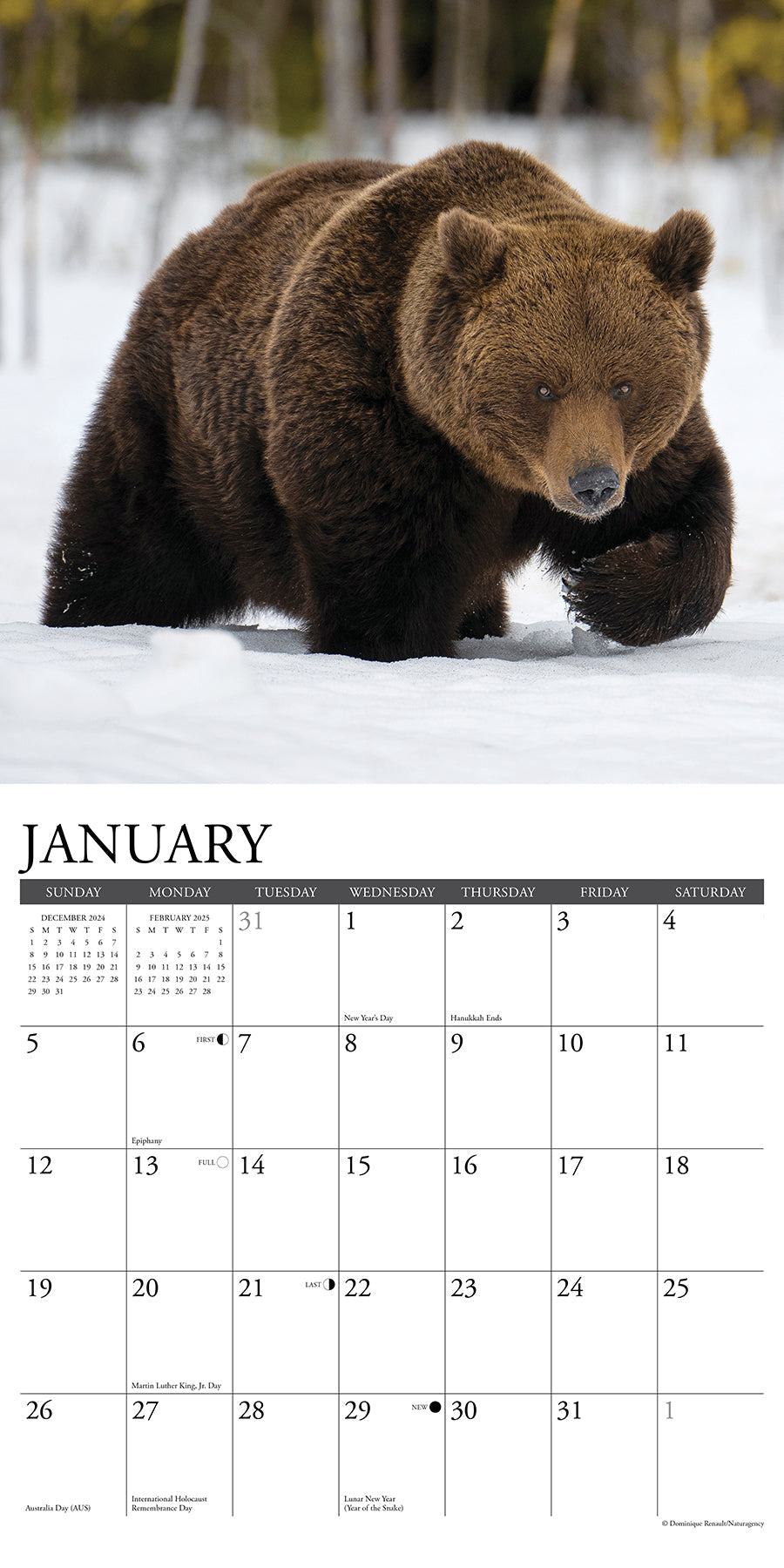 2025 Grizzlies - Square Wall Calendar (US Only)