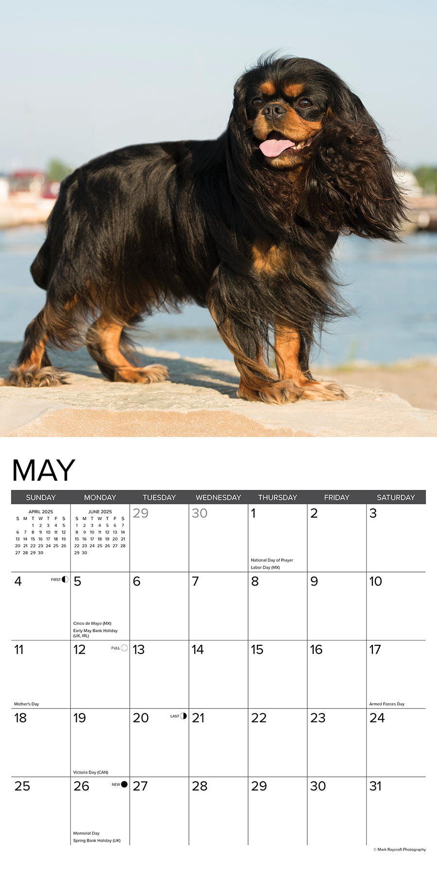 2025 Cavalier King Charles Spaniels - Square Wall Calendar (US Only)