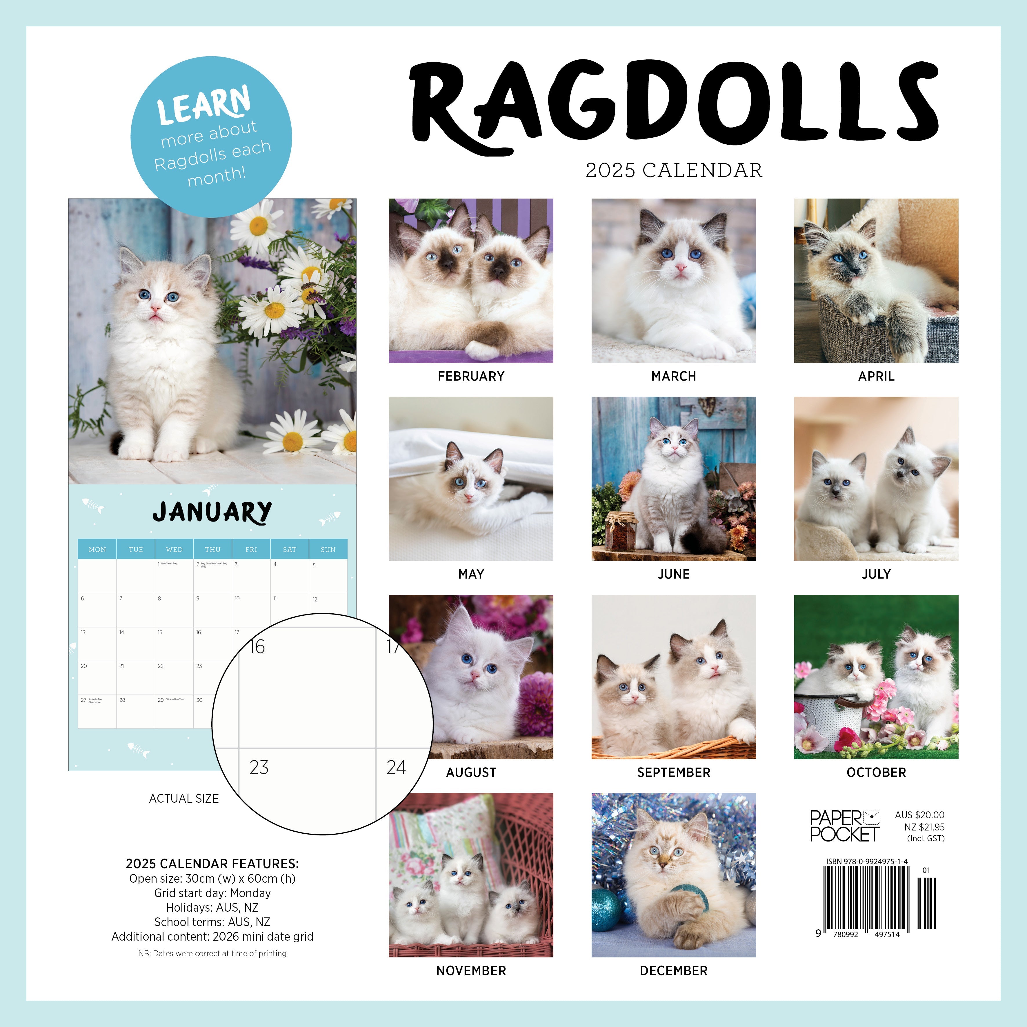 2025 Ragdolls - Square Wall Calendar