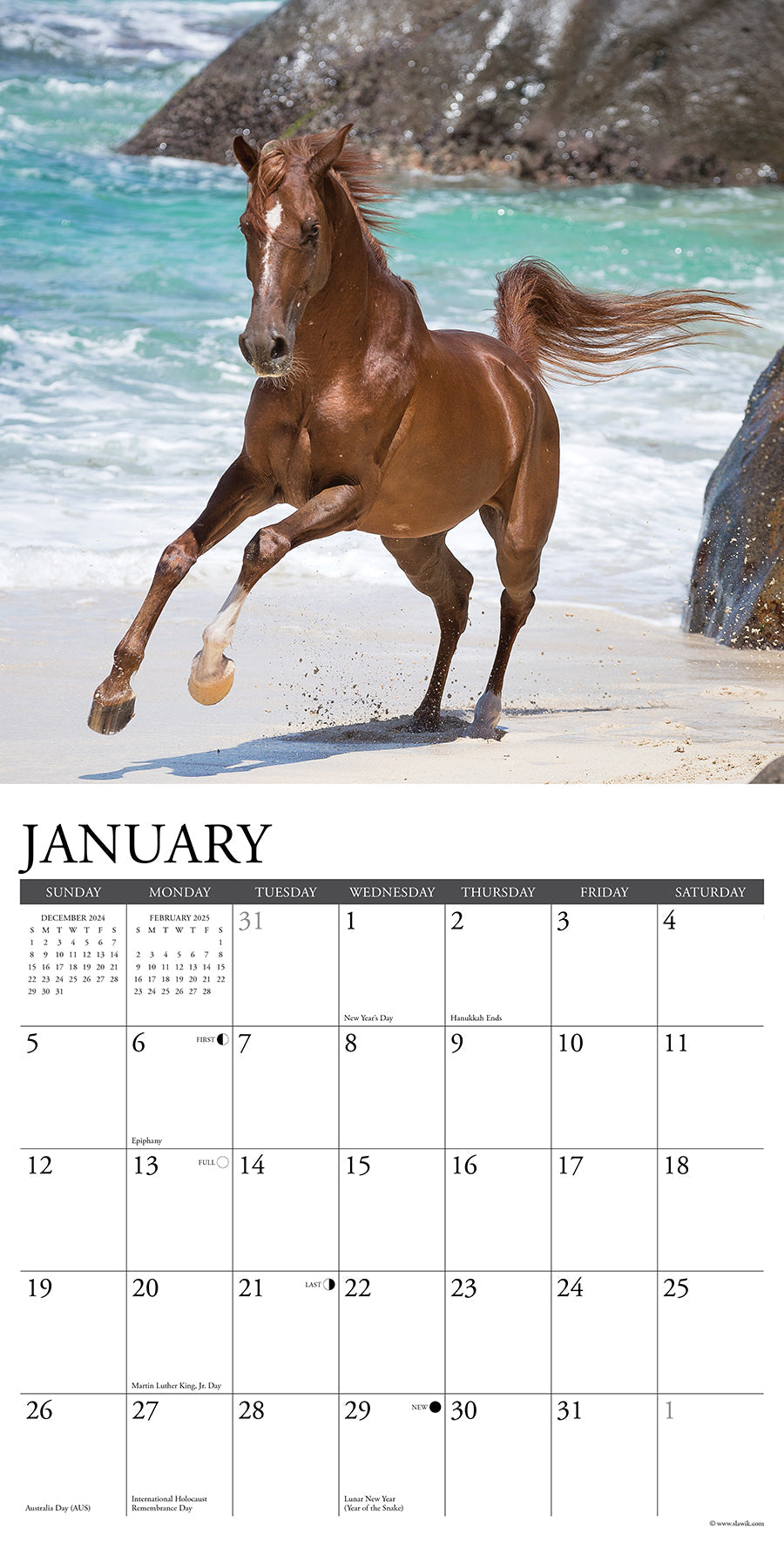 2025 Arabians - Square Wall Calendar (US Only)