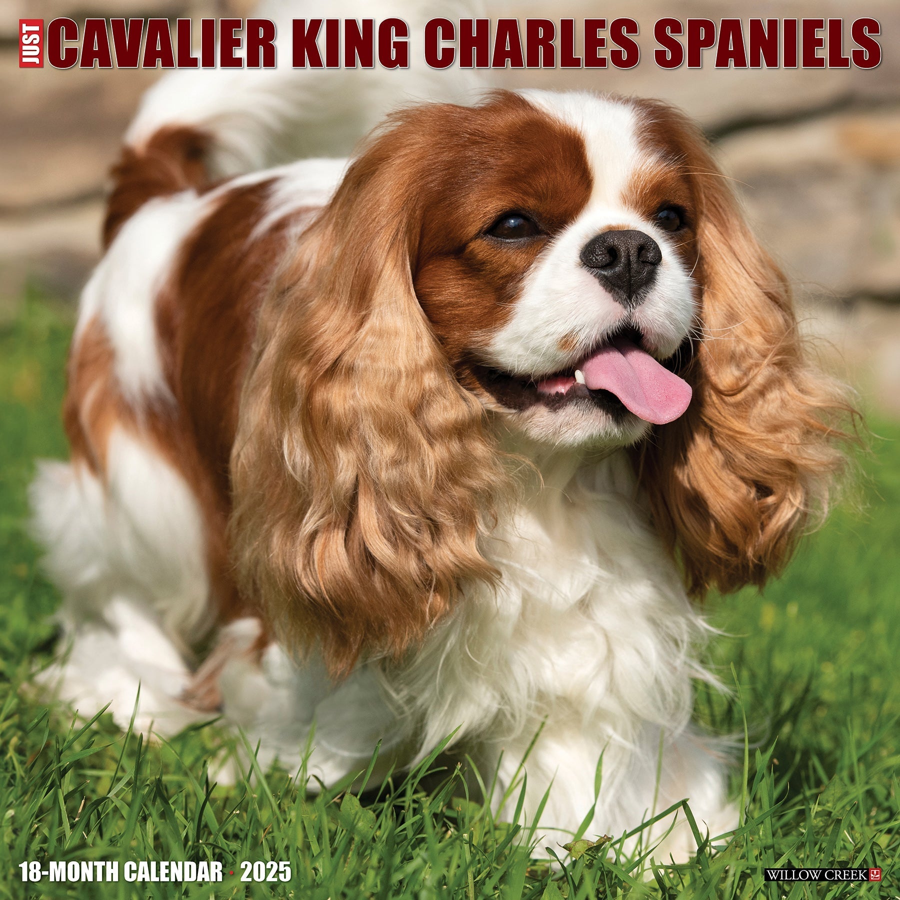 2025 Cavalier King Charles Spaniels - Square Wall Calendar (US Only)