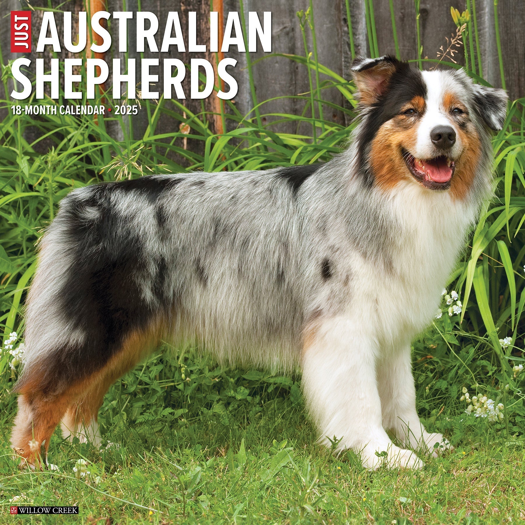 2025 Australian Shepherds - Square Wall Calendar (US Only)