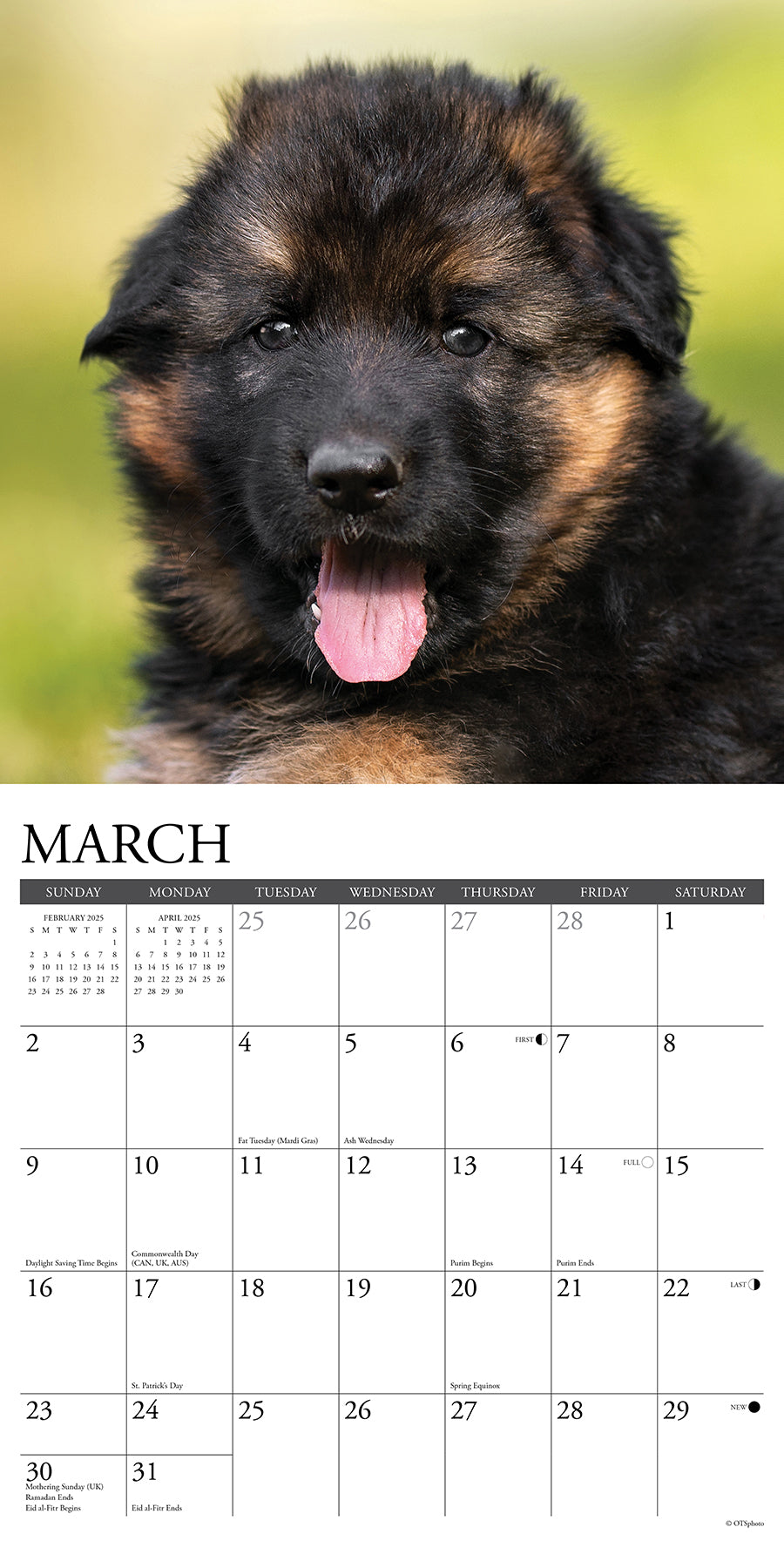 2025 German Shepherd Puppies - Square Wall Calendar (US Only)