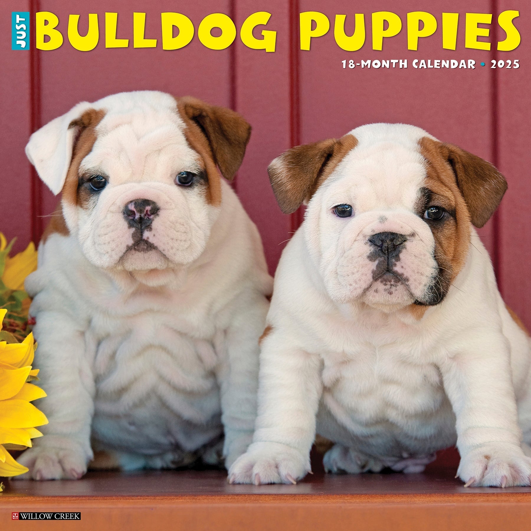 2025 Bulldog Puppies - Square Wall Calendar (US Only)